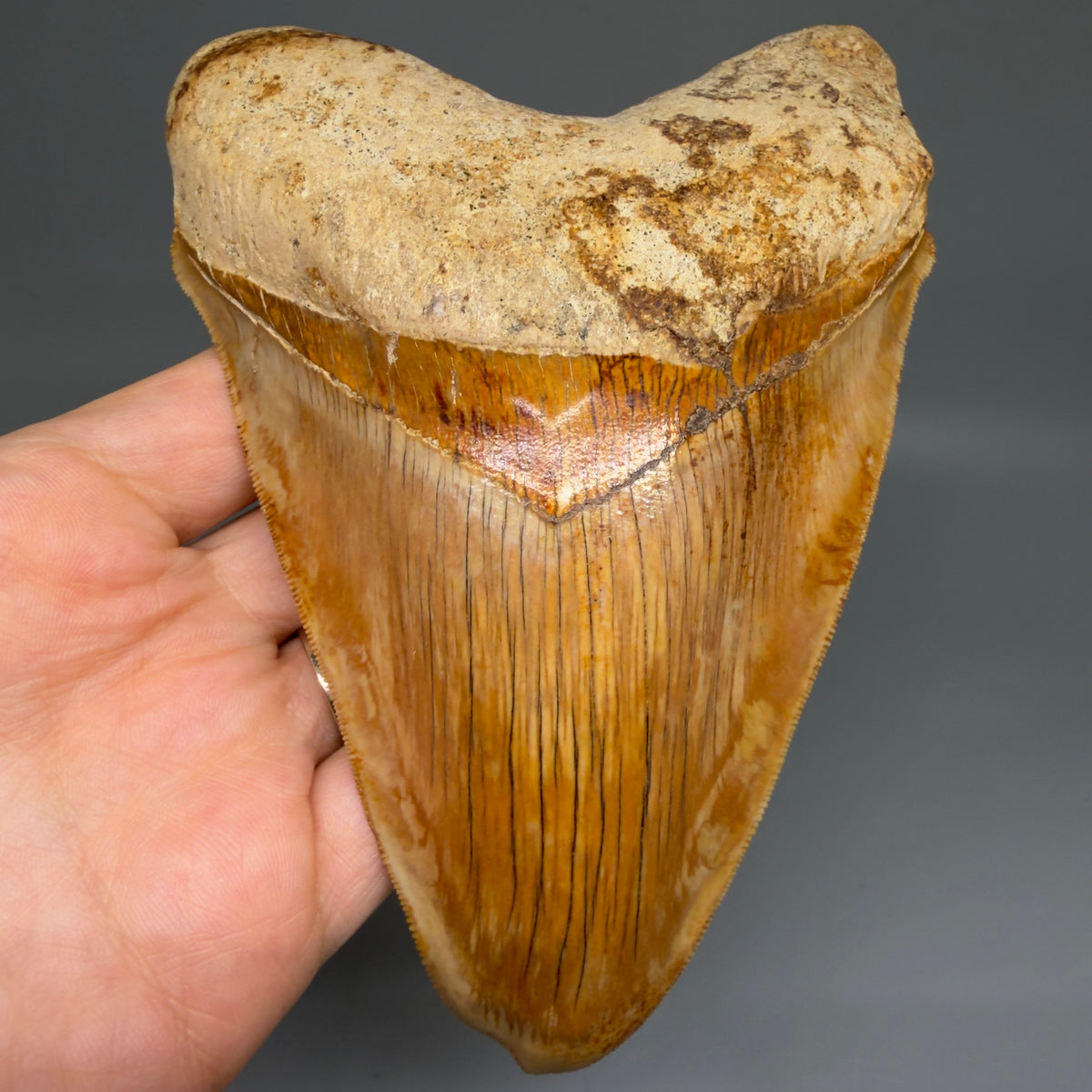 Front View Authentic, Collector's quality deformed 5.62″ Colorful Megalodon Tooth – West Java Indonesia megalodonteeth.com CM6747 - 1