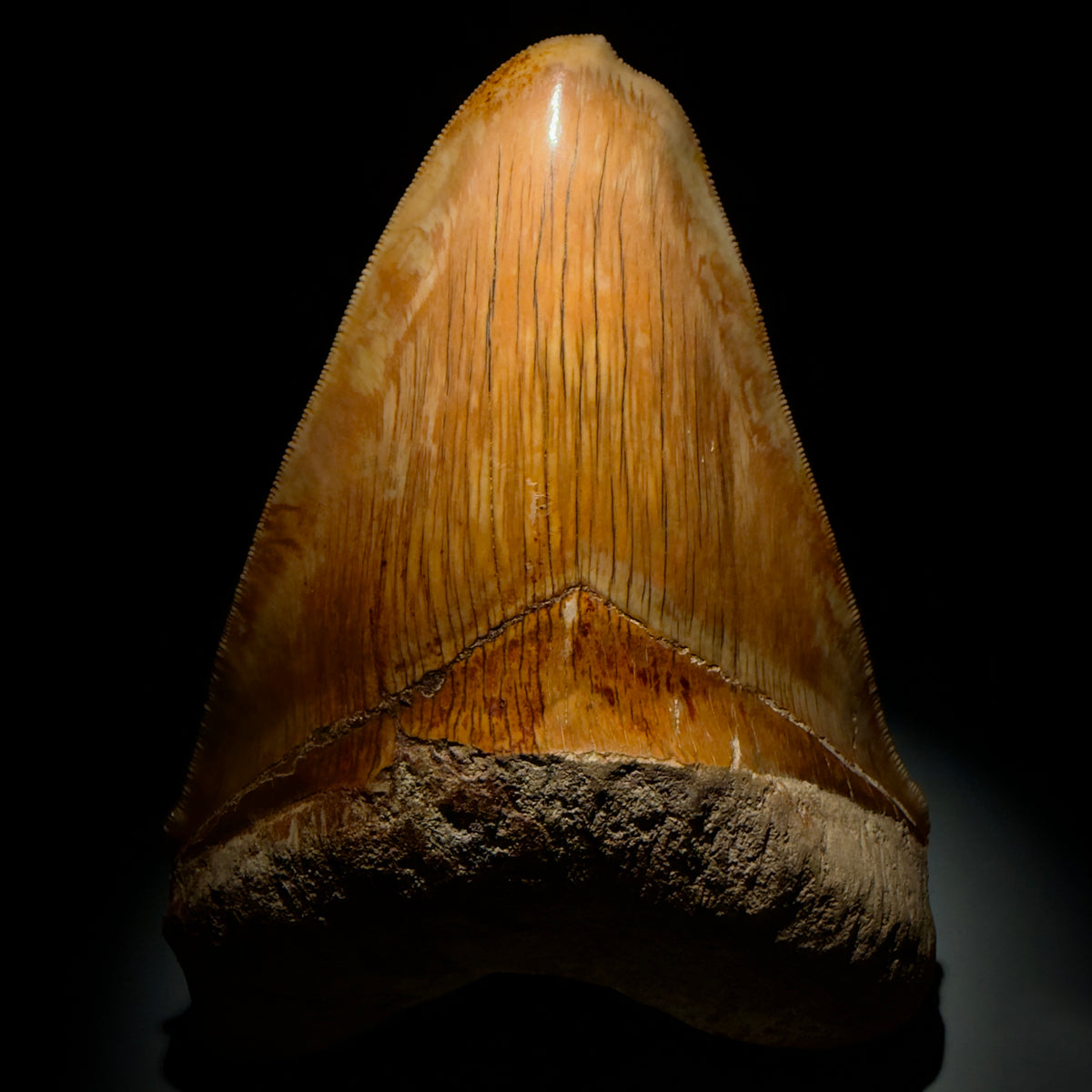 Front View Authentic, Collector's quality deformed 5.62″ Colorful Megalodon Tooth – West Java Indonesia megalodonteeth.com CM6747 - 2