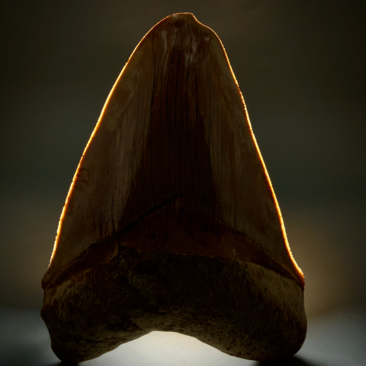 Front View Authentic, Collector's quality deformed 5.62″ Colorful Megalodon Tooth – West Java Indonesia megalodonteeth.com CM6747 - 3