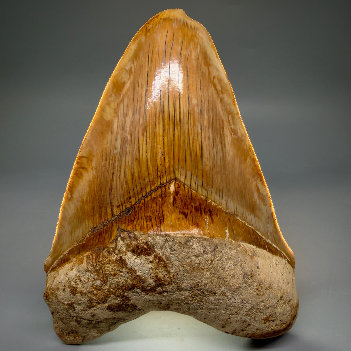 Front View Authentic, Collector's quality deformed 5.62″ Colorful Megalodon Tooth – West Java Indonesia megalodonteeth.com CM6747 - 4