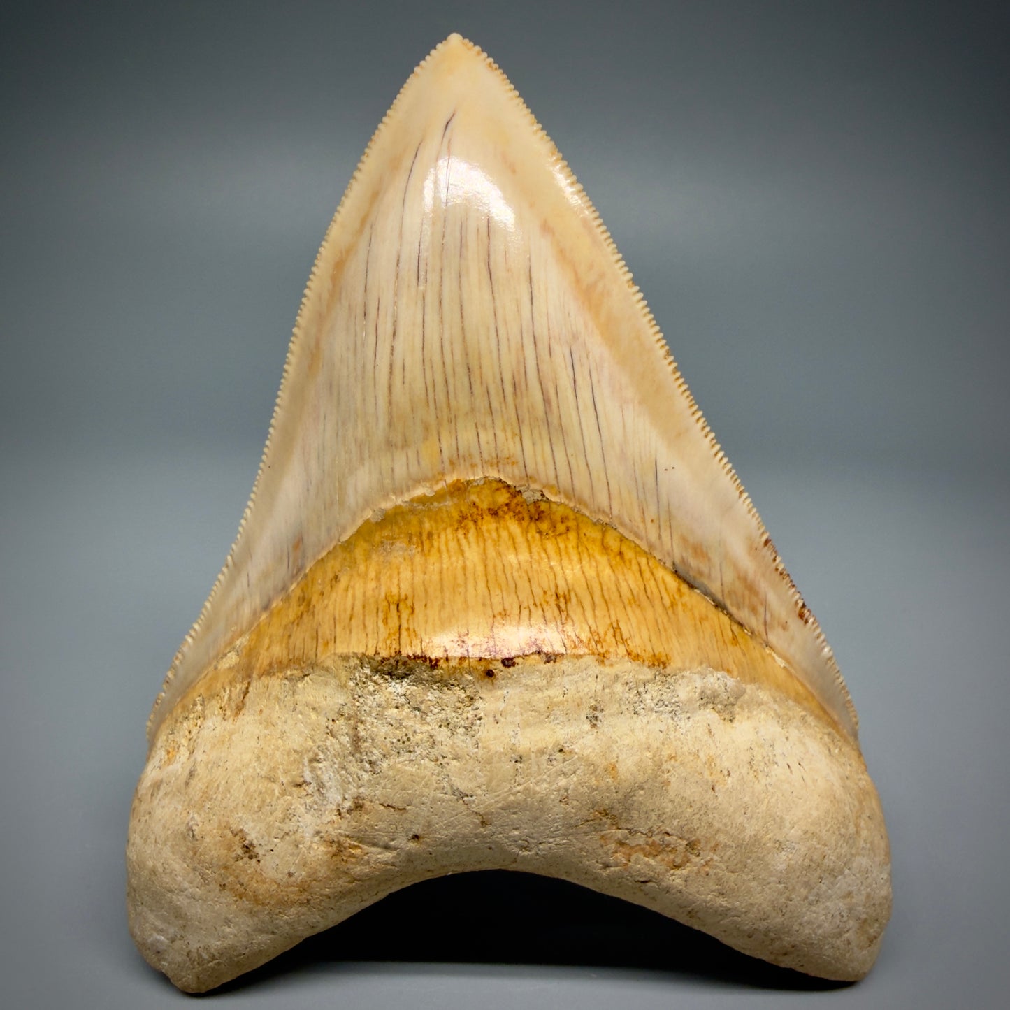 Front View Authentic, Gorgeous 4.37″ Colorful Megalodon Tooth – West Java Indonesia CM5486 