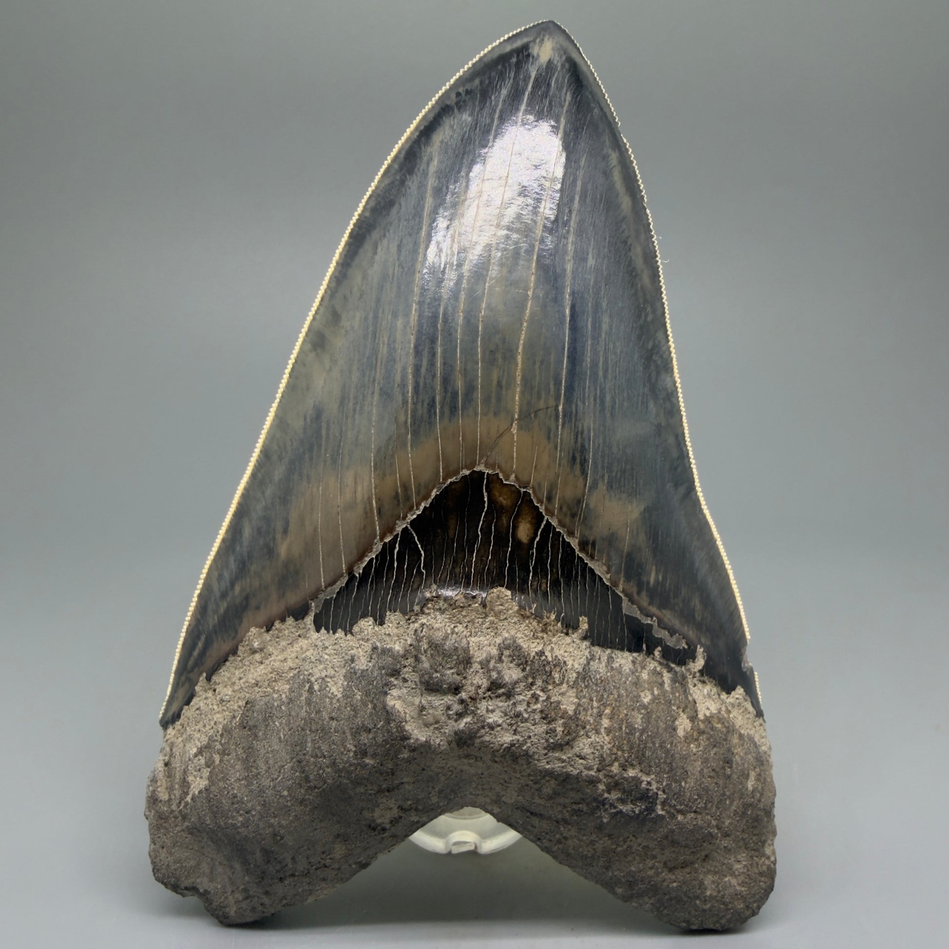 Front View Authentic, Great Quality 5.50″ Colorful Megalodon Tooth – West Java Indonesia CM5433 