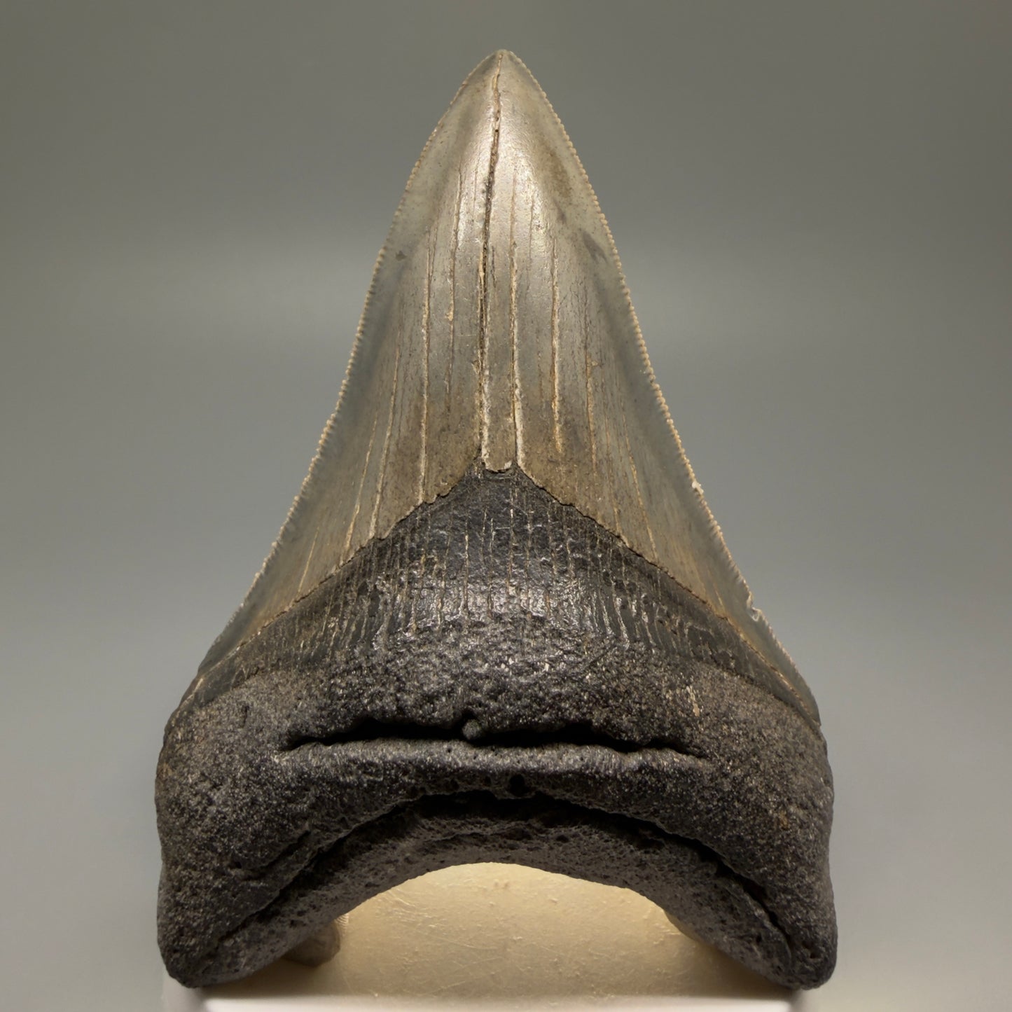 Front View Authentic Lower 3.62" Collector Megalodon Tooth – Colorful Fossil Megalodon Tooth from South Carolina for Sale CM5518