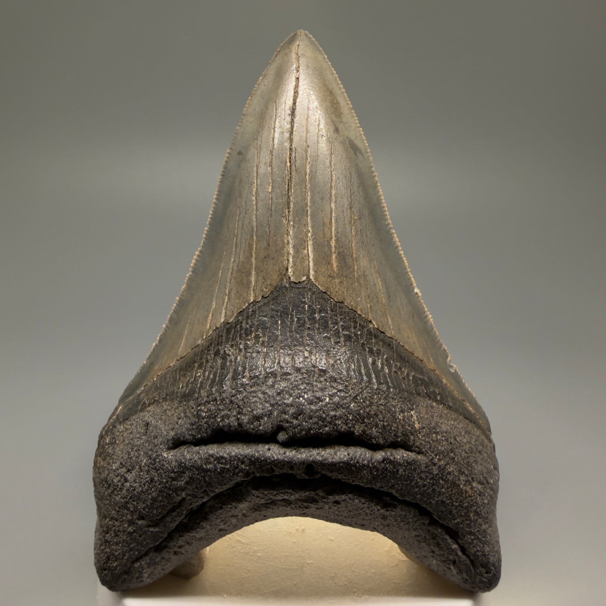 Front View Authentic Lower 3.62" Collector Megalodon Tooth – Colorful Fossil Megalodon Tooth from South Carolina for Sale CM5518
