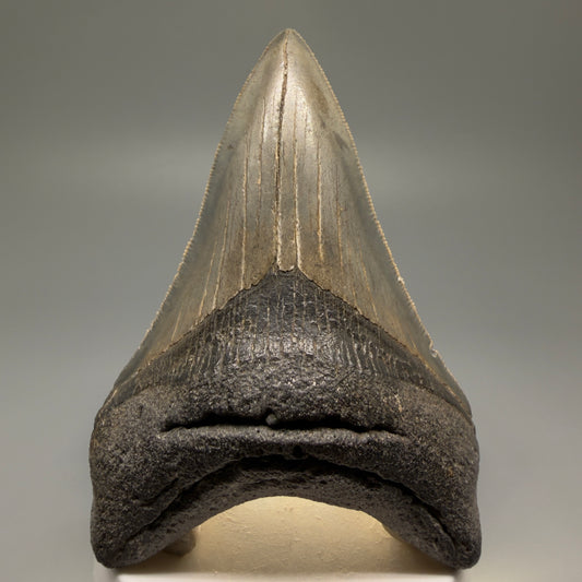 Front View Authentic Lower 3.62" Collector Megalodon Tooth – Colorful Fossil Megalodon Tooth from South Carolina for Sale CM5518