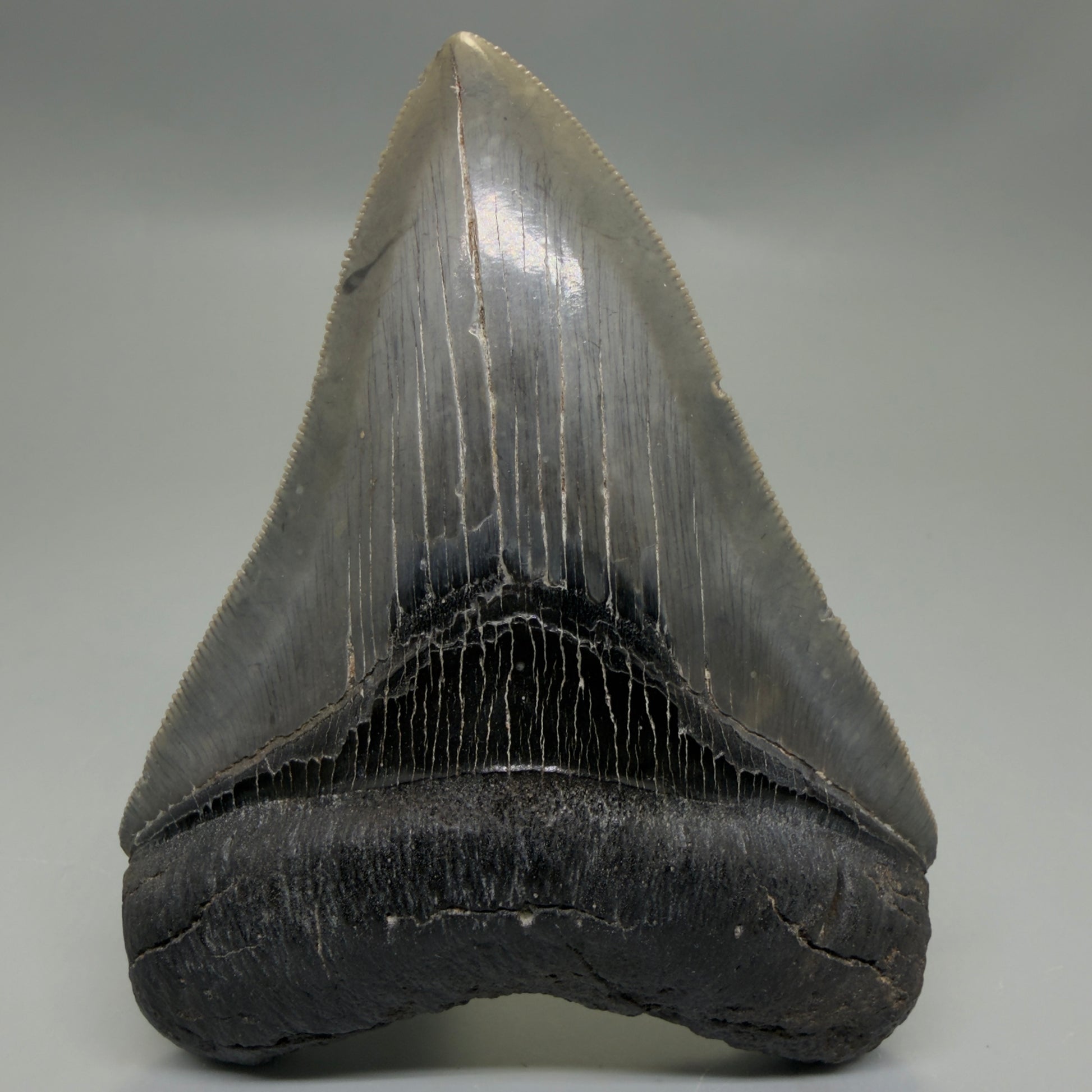 Front View Authentic Serrated 4.08" Megalodon Tooth from South Carolina – Great Shape CM6332