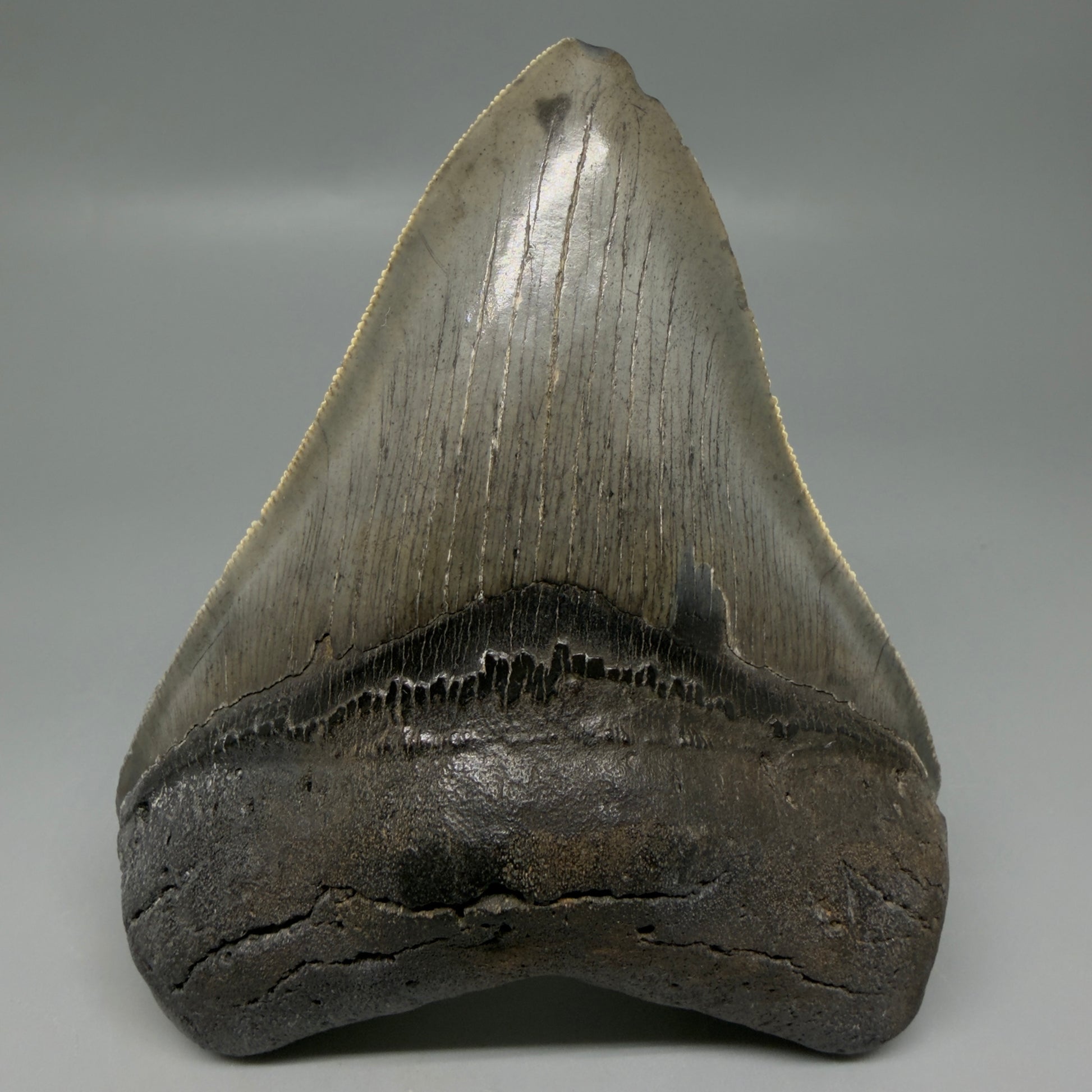 Front View Authentic Serrated 4.12" Megalodon Tooth from South Carolina – Great Shape CM6331
