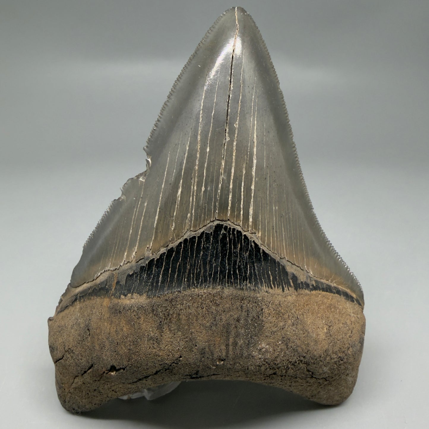 Front View Authentic Serrated 4.14" Megalodon Tooth from South Carolina – Great Shape CM6330