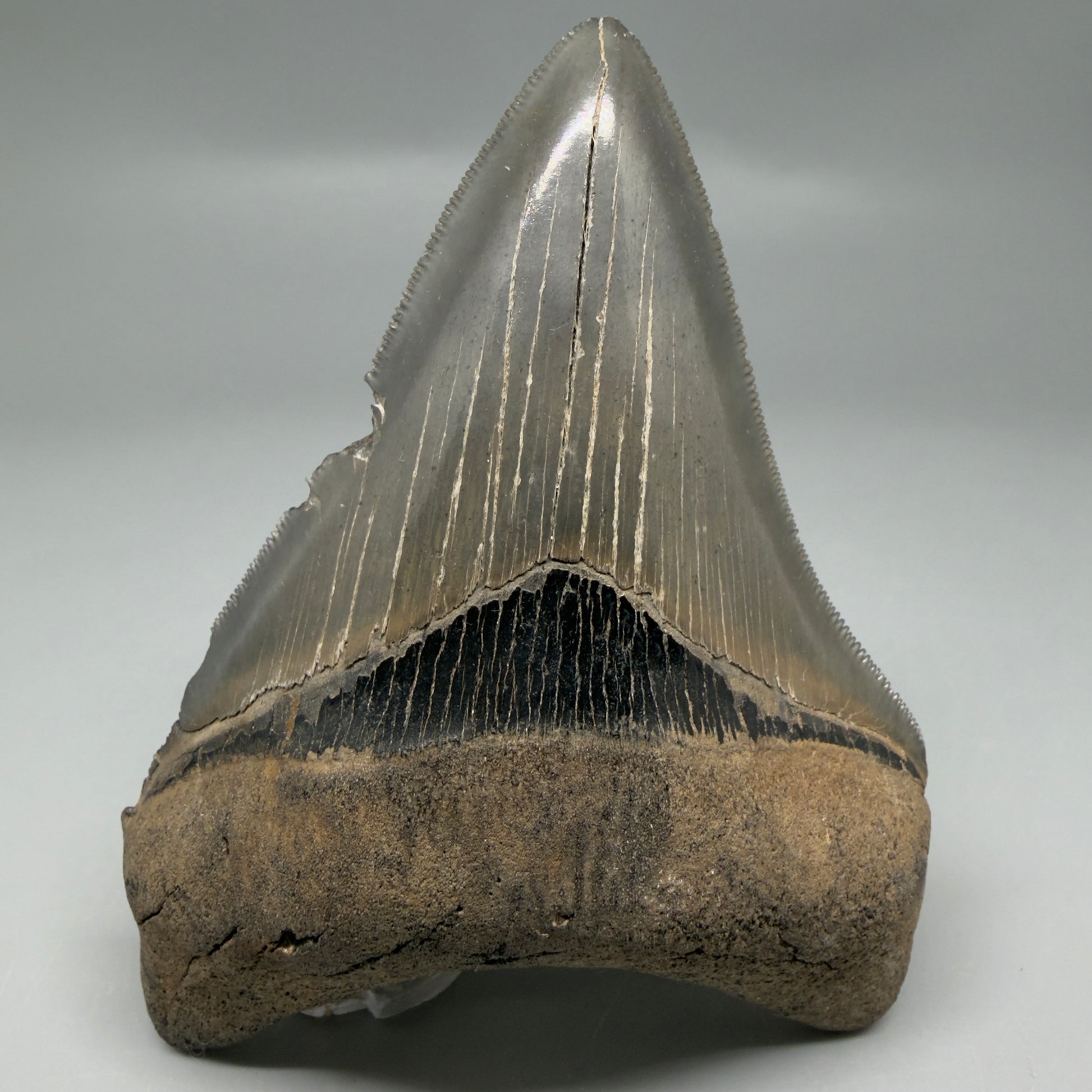Front View Authentic Serrated 4.14" Megalodon Tooth from South Carolina – Great Shape CM6330