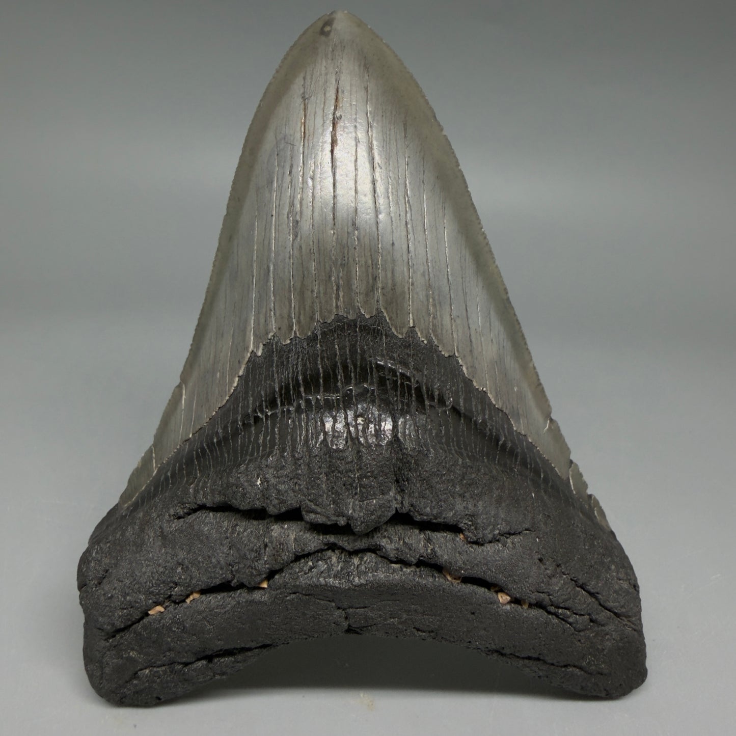 Front View Authentic Serrated 4.22" Megalodon Tooth from South Carolina – Great Shape CM6415
