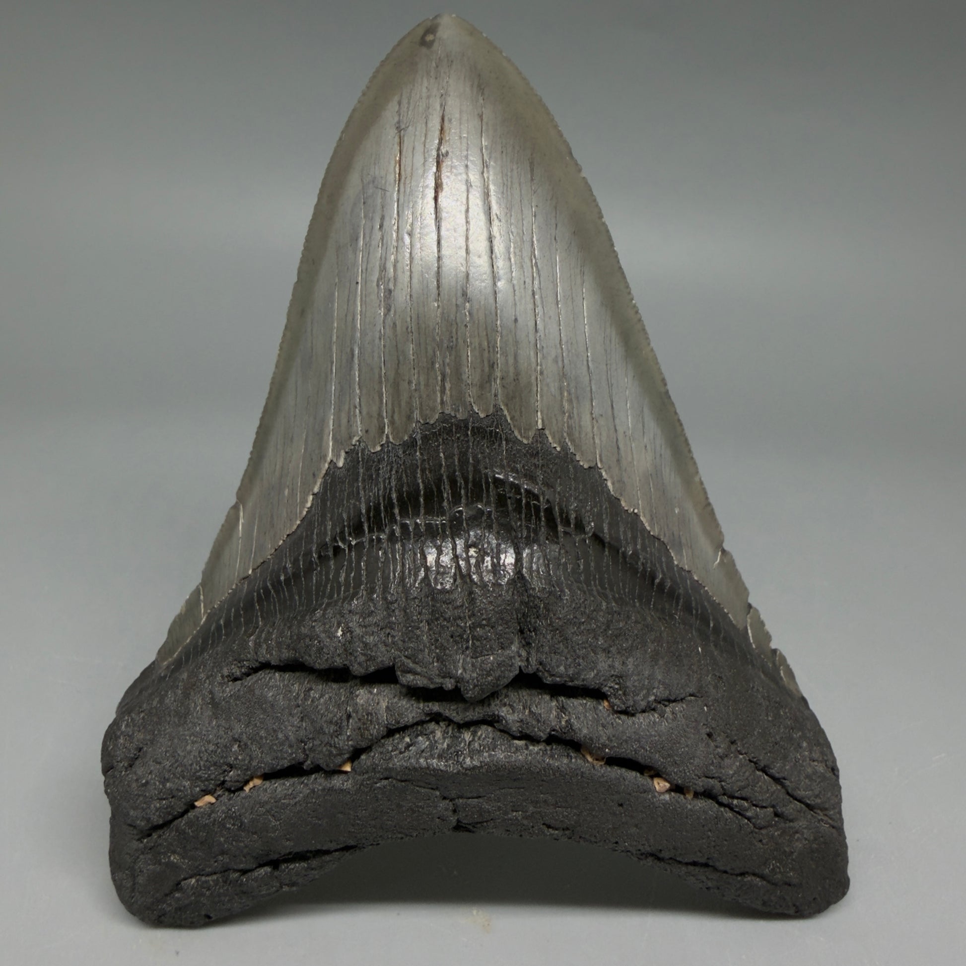 Front View Authentic Serrated 4.22" Megalodon Tooth from South Carolina – Great Shape CM6415