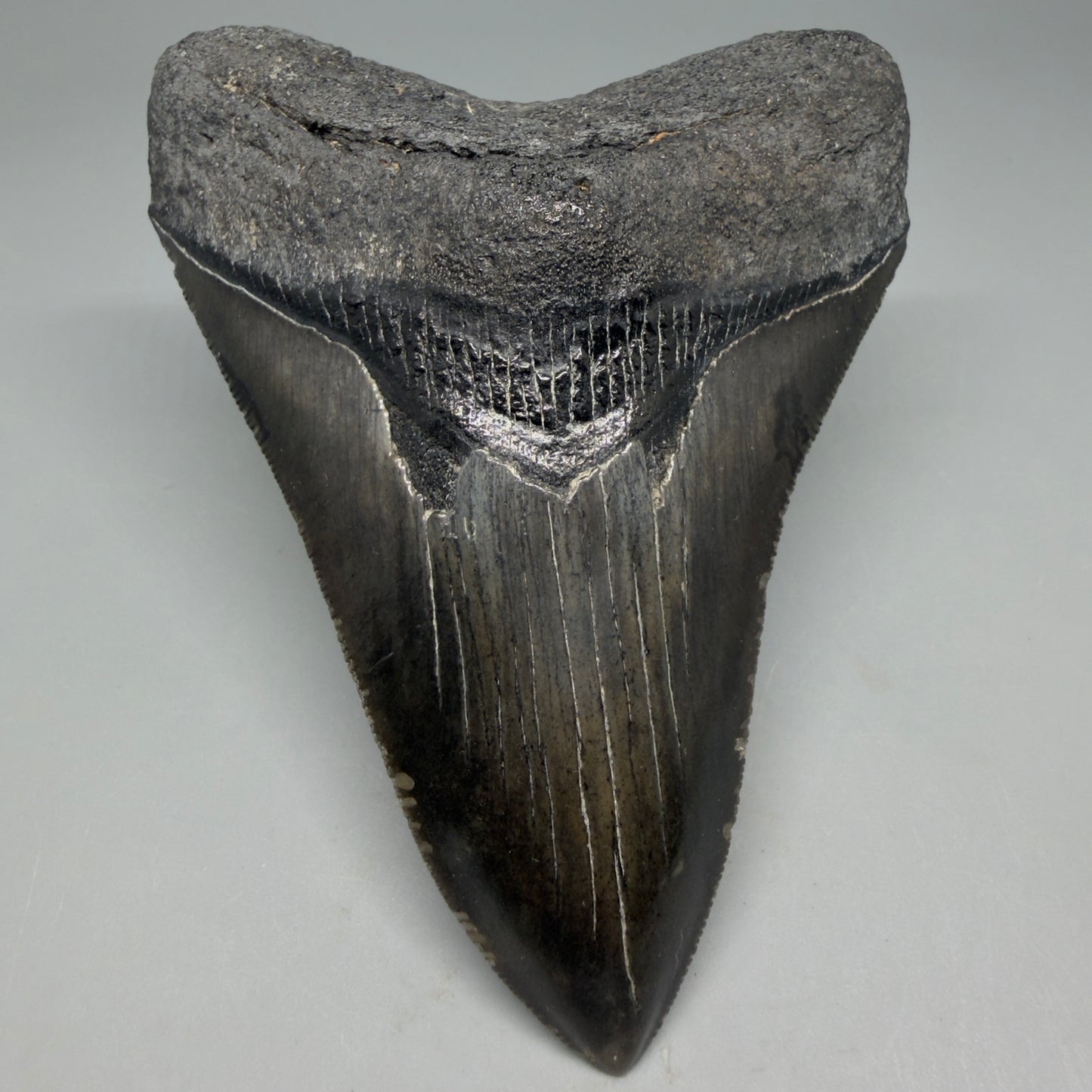 Front View Authentic Serrated 4.27" Megalodon Tooth from South Carolina – Great Shape CM6333