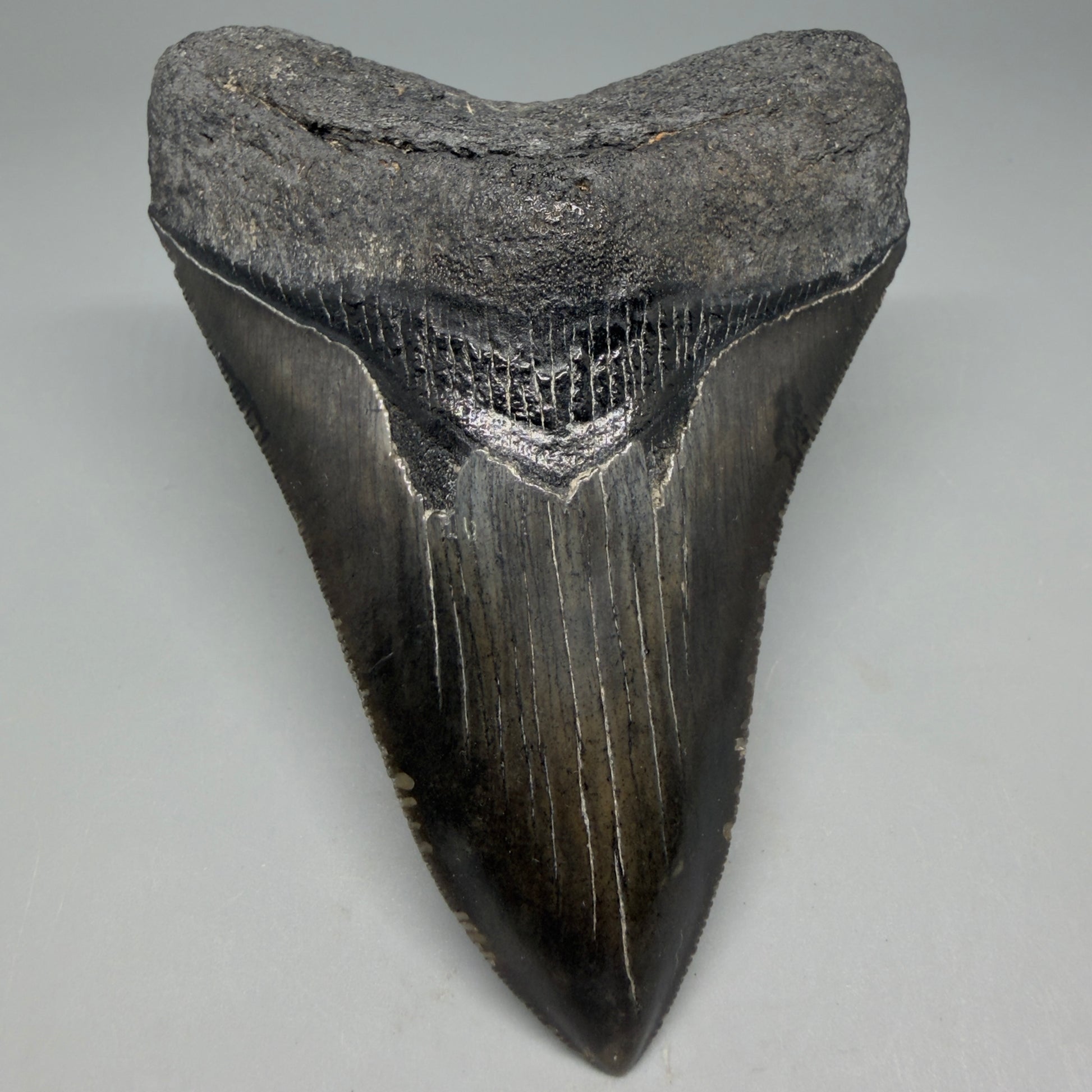 Front View Authentic Serrated 4.27" Megalodon Tooth from South Carolina – Great Shape CM6333