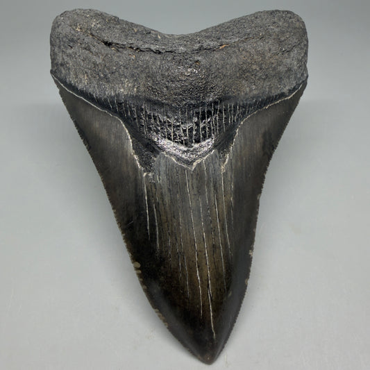 Front View Authentic Serrated 4.27" Megalodon Tooth from South Carolina – Great Shape CM6333