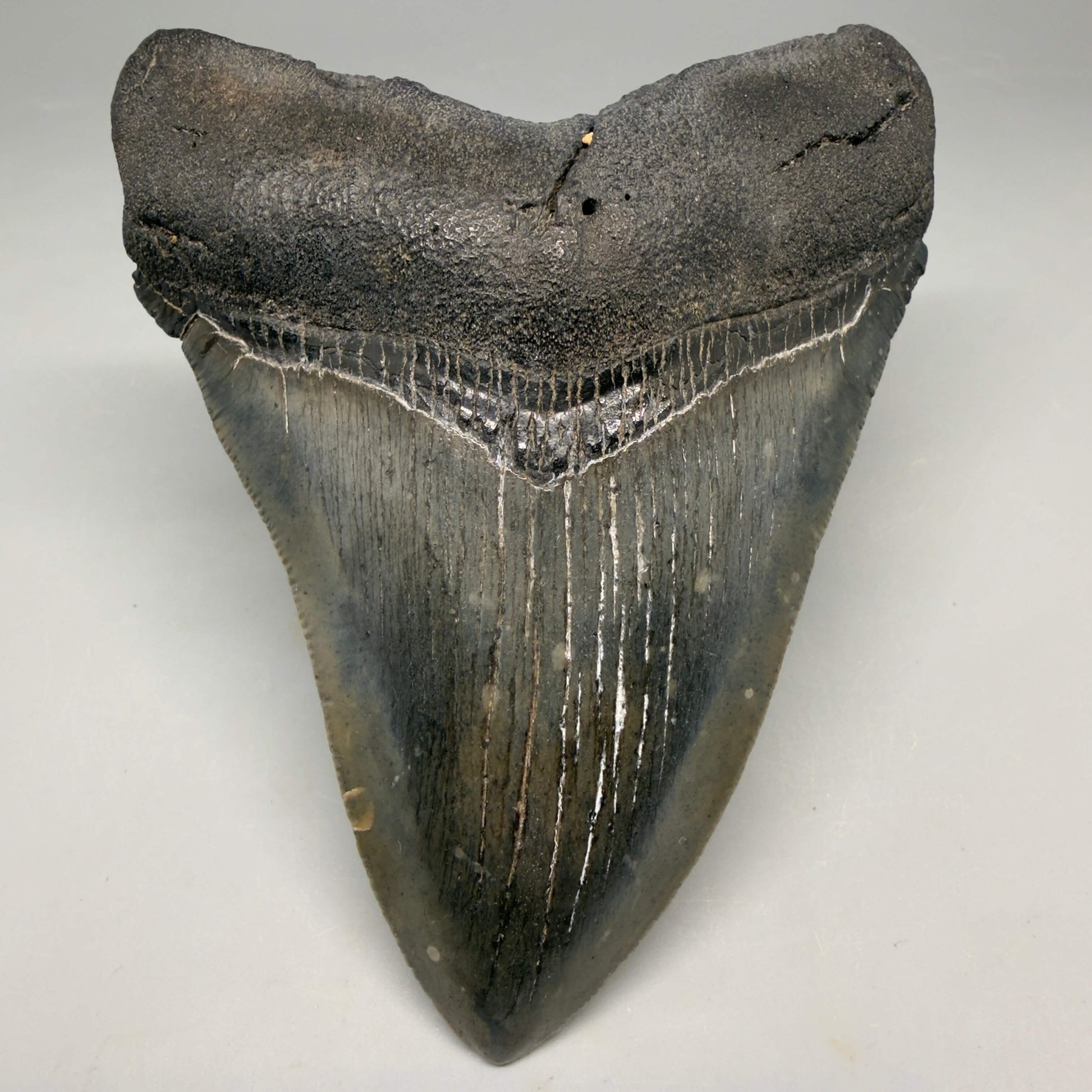 Front View Authentic Serrated 4.52" Megalodon Tooth from South Carolina – Great Shape CM66 72 megalodonteeth.com