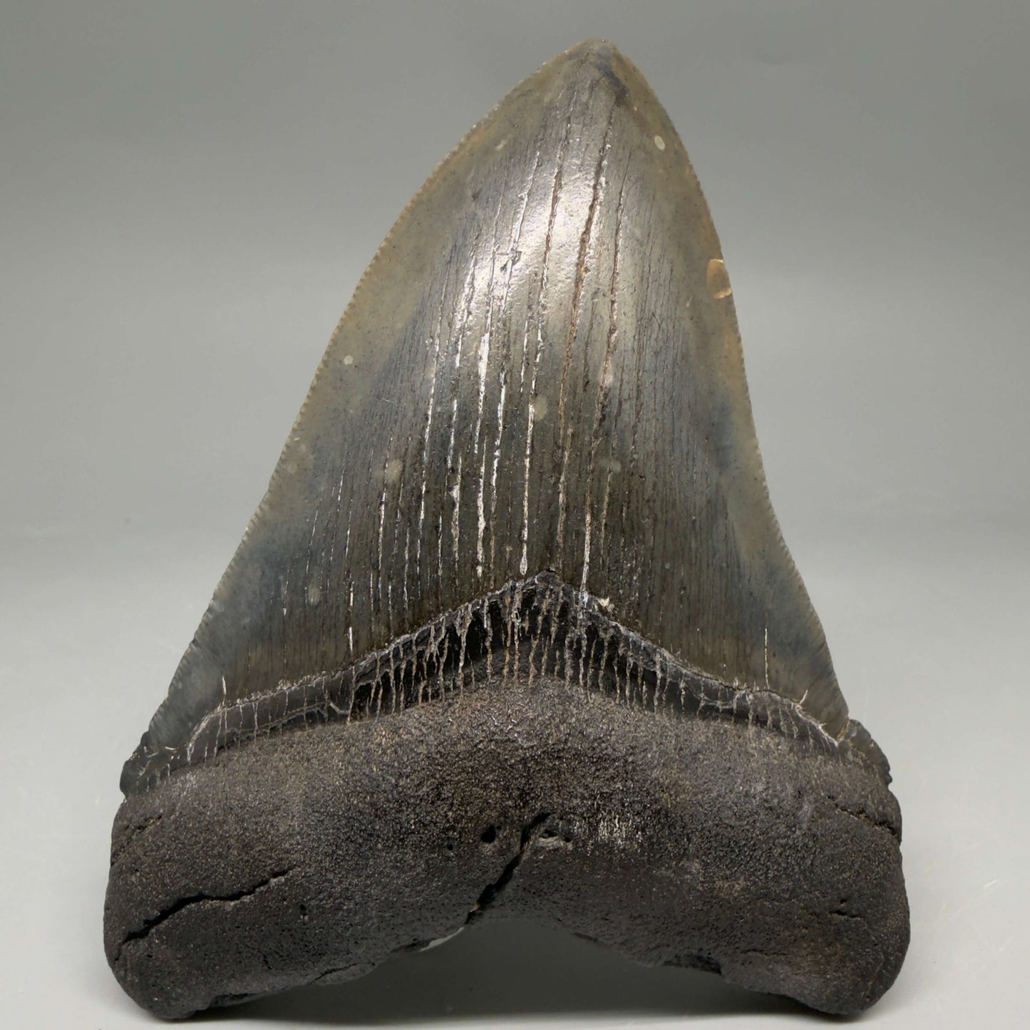Front View Authentic Serrated 4.52" Megalodon Tooth from South Carolina – Great Shape CM66 72 megalodonteeth.com - 1