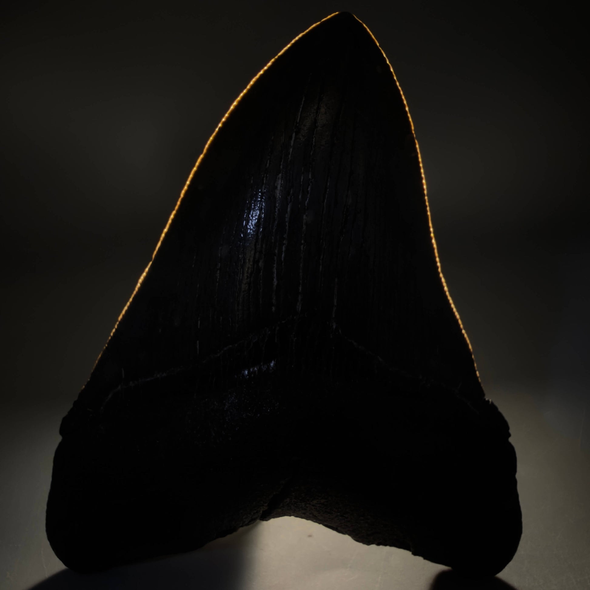 Front View Authentic Serrated 4.52" Megalodon Tooth from South Carolina – Great Shape CM66 72 megalodonteeth.com - 2
