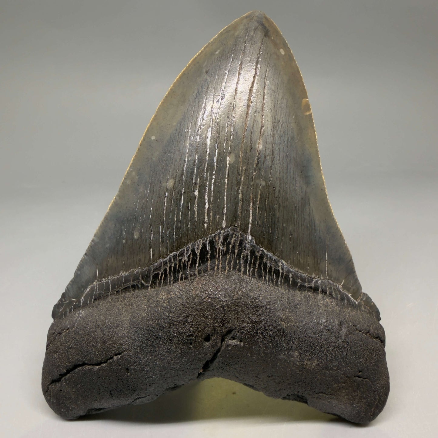 Front View Authentic Serrated 4.52" Megalodon Tooth from South Carolina – Great Shape CM66 72 megalodonteeth.com - 3