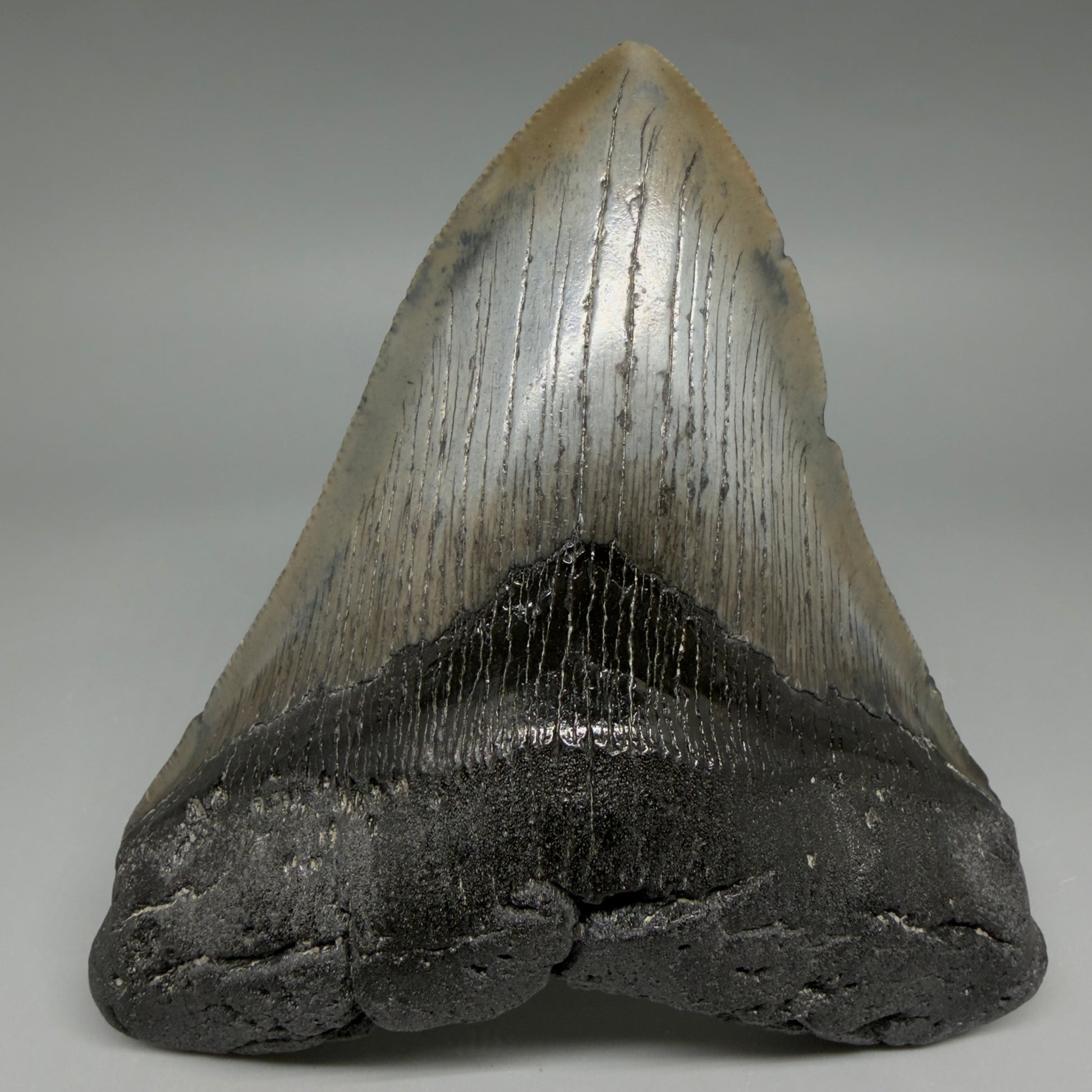 Front View Authentic Serrated 4.57" Megalodon Tooth from South Carolina – Great Shape CM6421