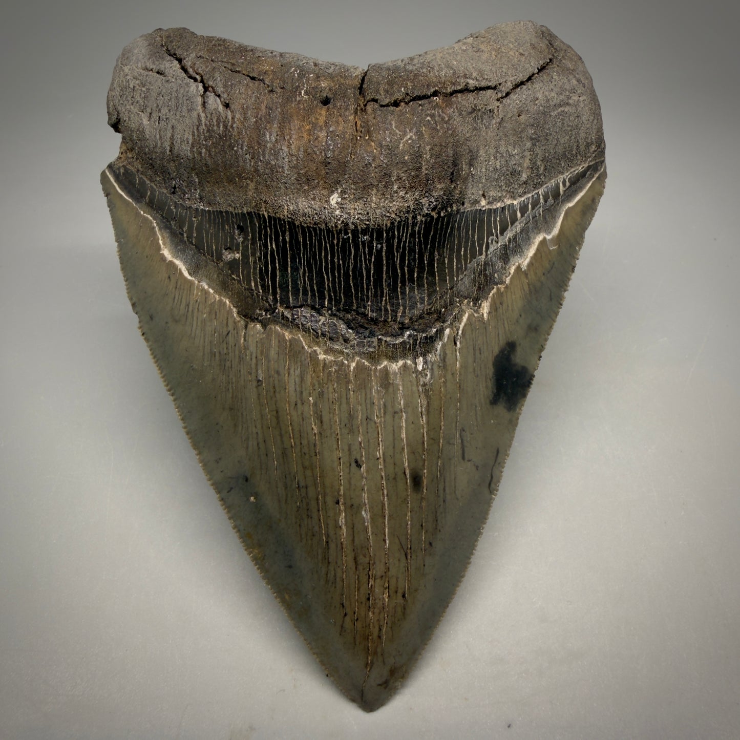 Front View Authentic Serrated 4.63" Megalodon Tooth from South Carolina – Great Shape MJ161