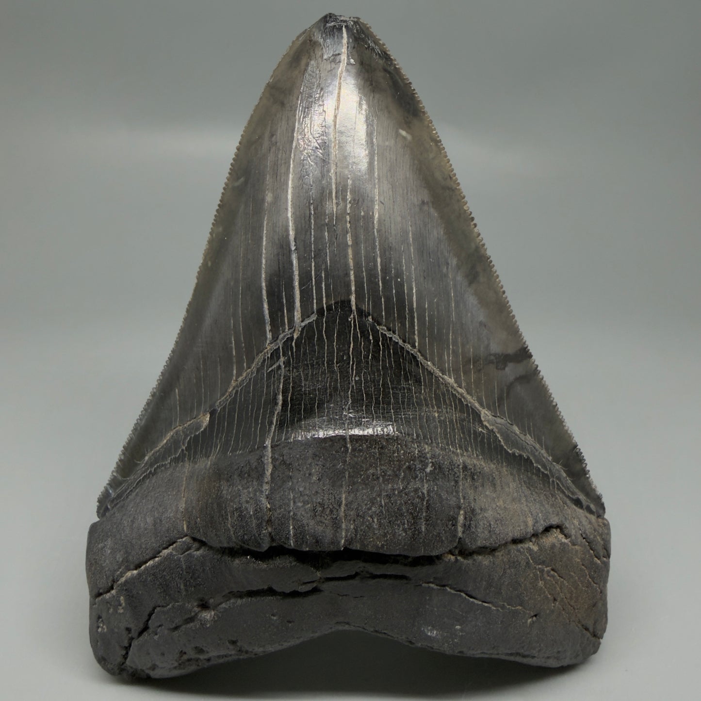 Front View Authentic Serrated 4.88" Megalodon Tooth from South Carolina – Great Shape CM6336