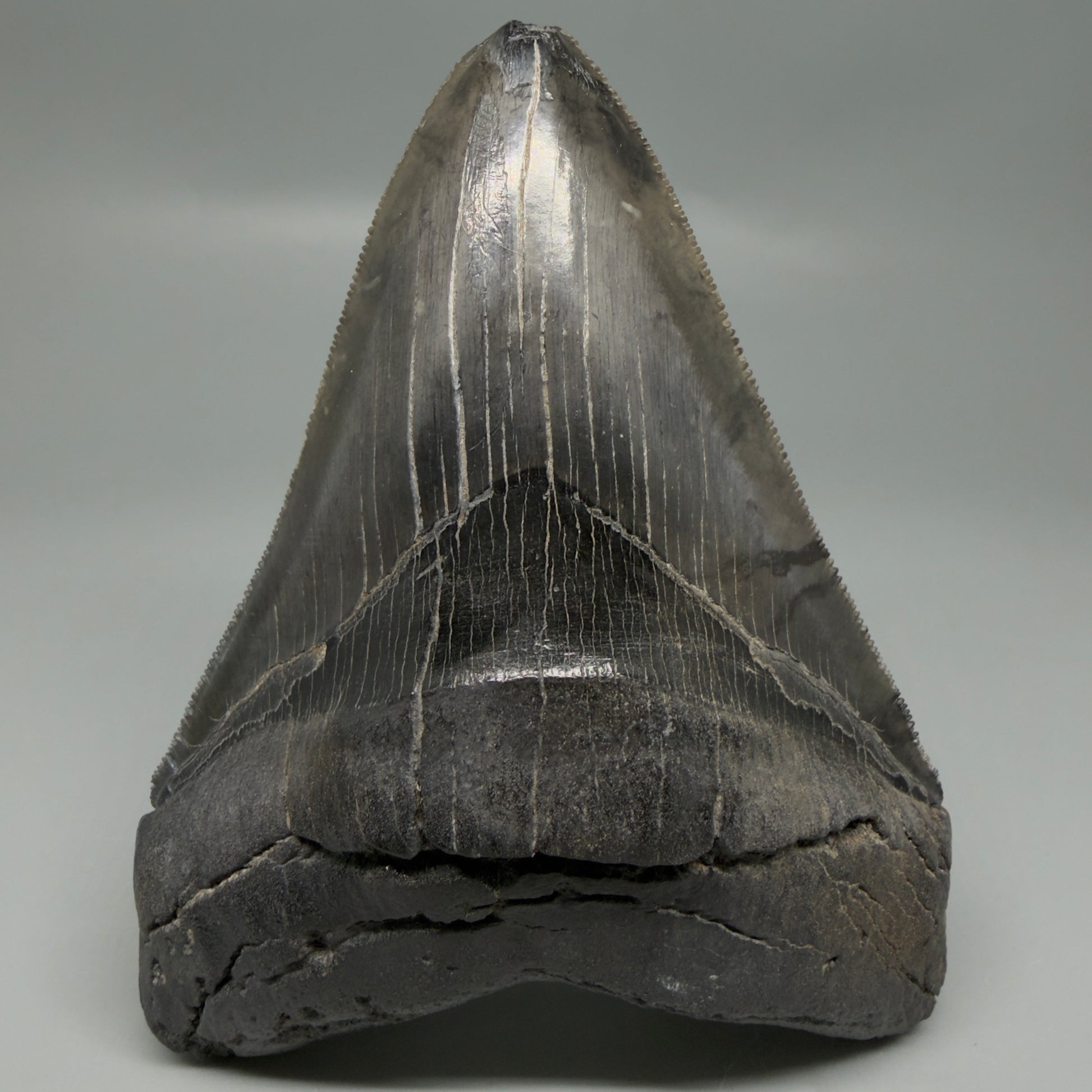Front View Authentic Serrated 4.88" Megalodon Tooth from South Carolina – Great Shape CM6336