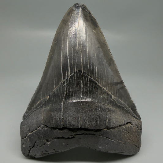 Front View Authentic Serrated 4.88" Megalodon Tooth from South Carolina – Great Shape CM6336