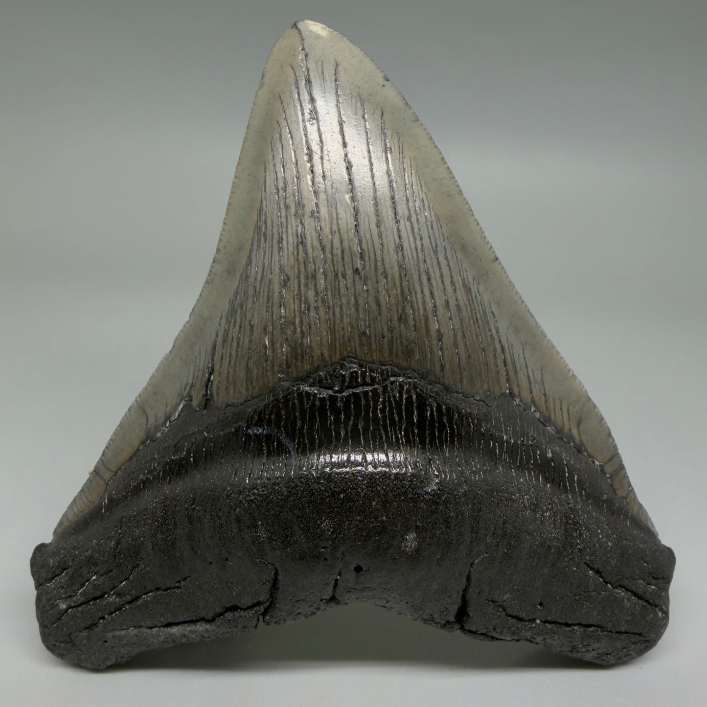 Front View Authentic Serrated 4.91" Megalodon Tooth from South Carolina – Great Shape CM6422
