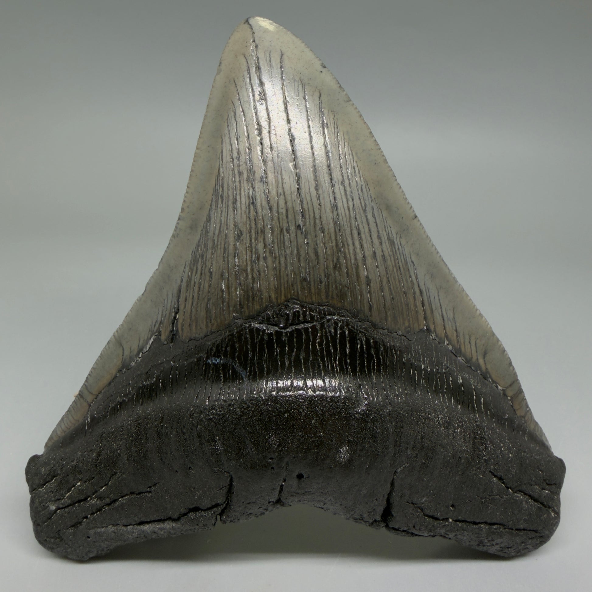 Front View Authentic Serrated 4.91" Megalodon Tooth from South Carolina – Great Shape CM6422