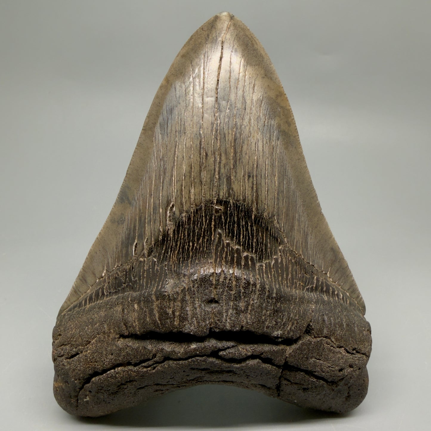 Front View Authentic Serrated 4.97" Megalodon Tooth from South Carolina – Great Shape MJ160