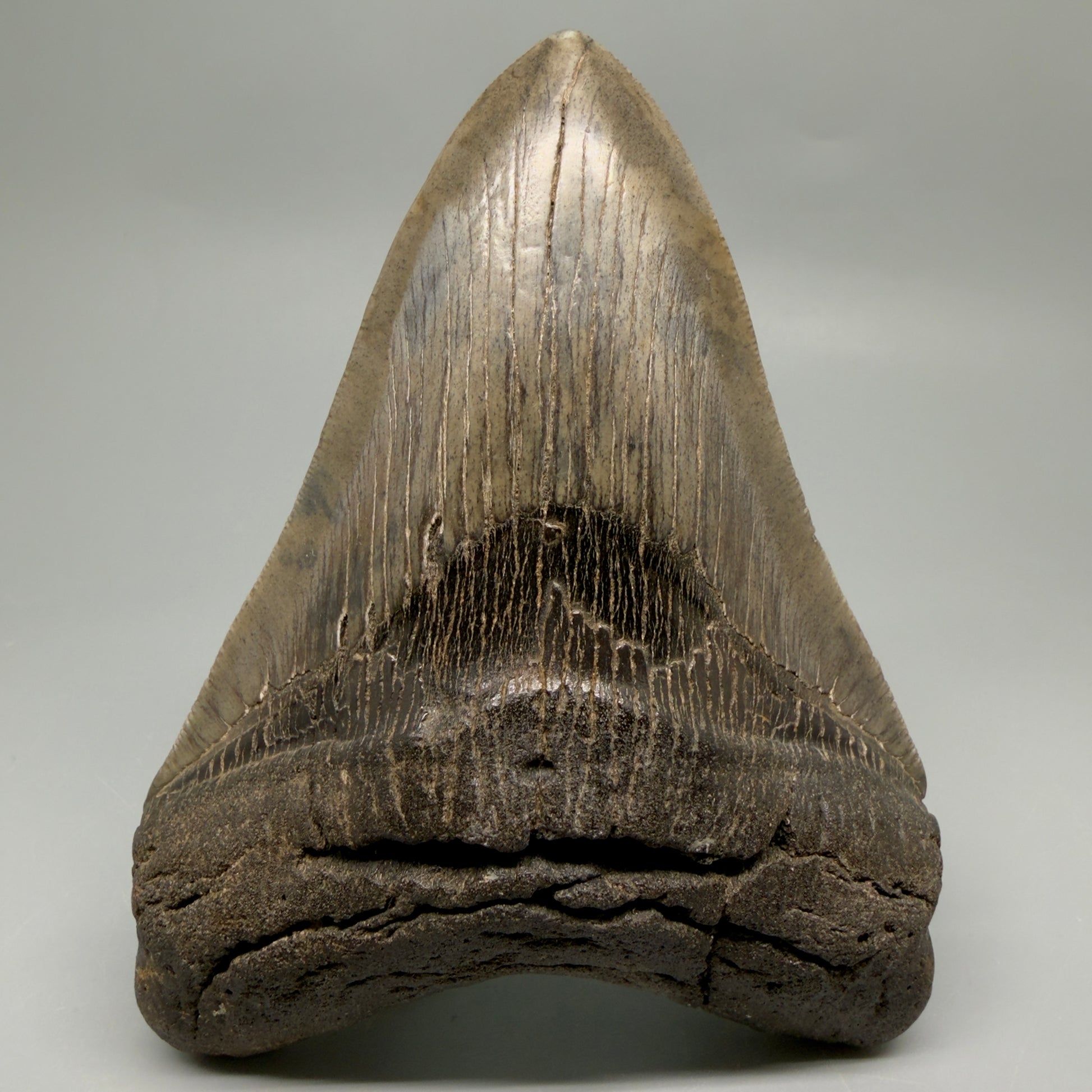 Front View Authentic Serrated 4.97" Megalodon Tooth from South Carolina – Great Shape MJ160