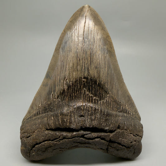 Front View Authentic Serrated 4.97" Megalodon Tooth from South Carolina – Great Shape MJ160