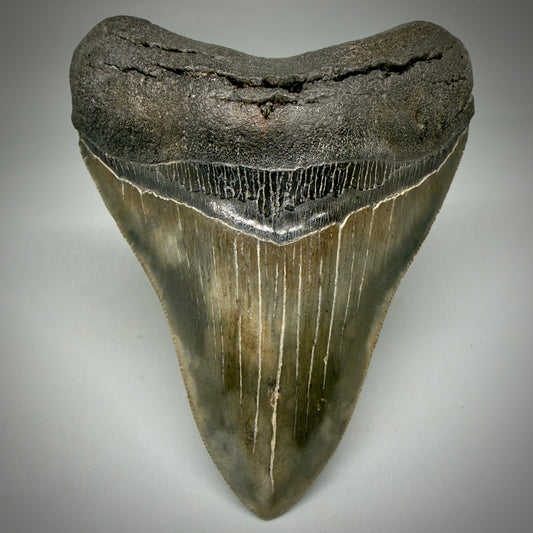 Front View Authentic, heart-shaped 4.06" Collector Megalodon Tooth from South Carolina CM5954