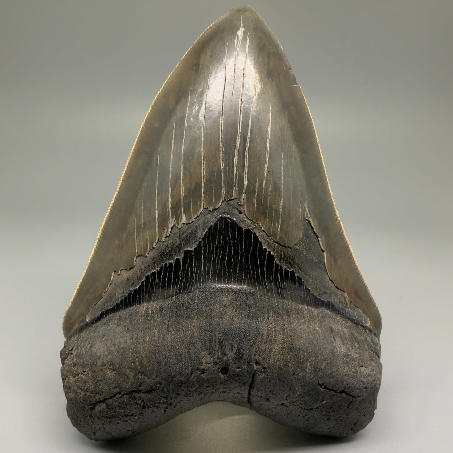Front View Authentic, heart-shaped 4.91" Collector Megalodon Tooth from South Carolina – Very Colorful GM5521 