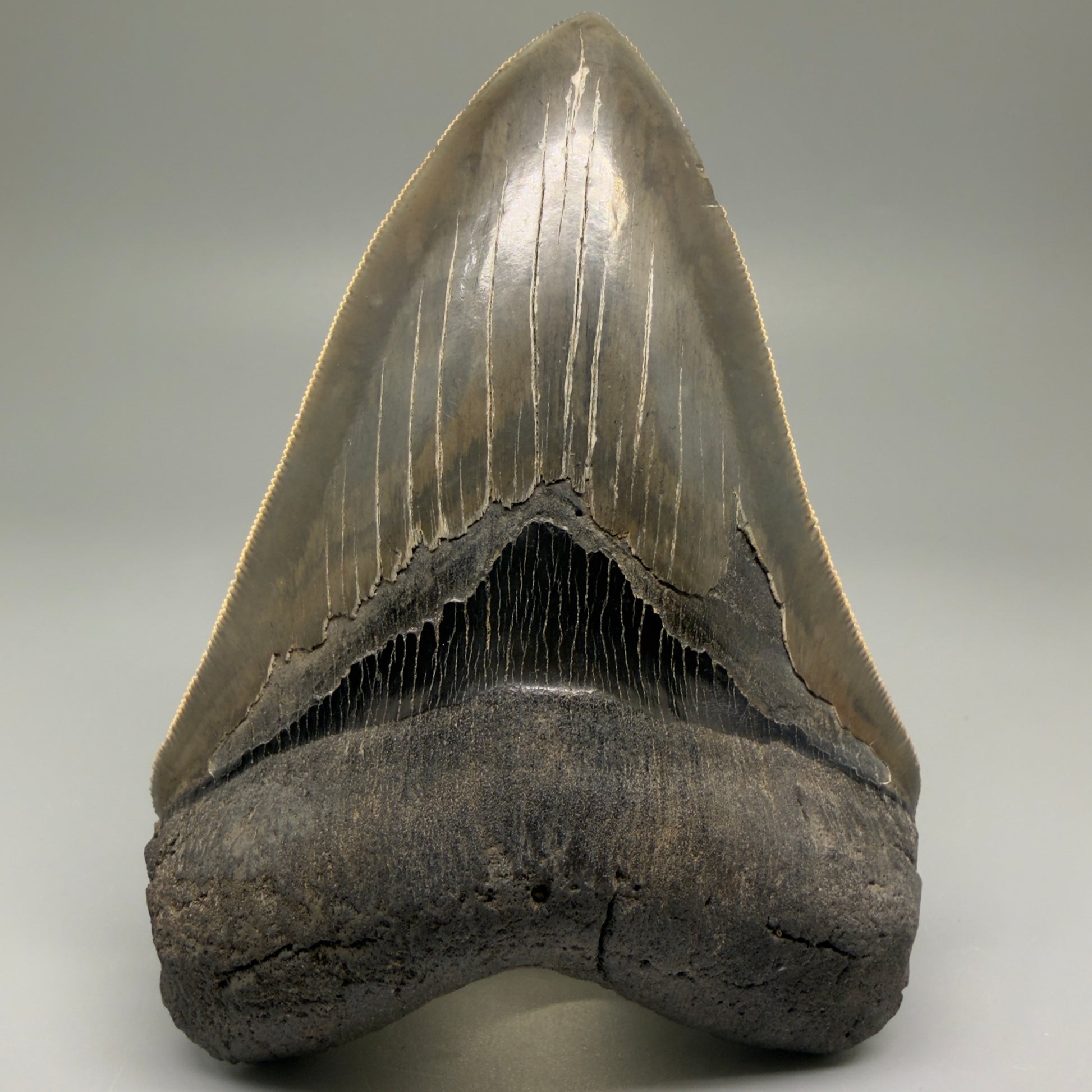 Front View Authentic, heart-shaped 4.91" Collector Megalodon Tooth from South Carolina – Very Colorful GM5521 