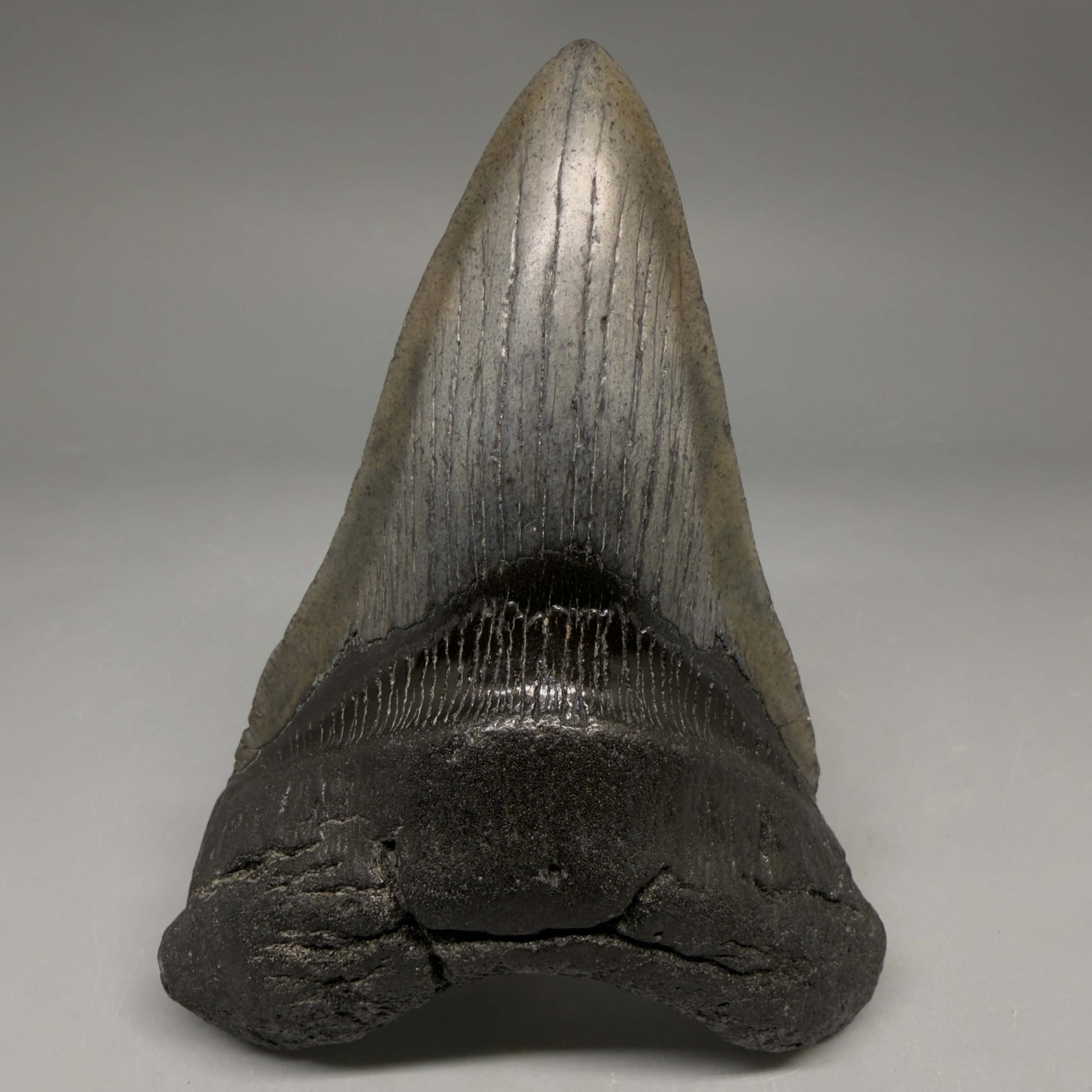 Front View Authentic lower 4.12" Megalodon Tooth from South Carolina – Great Shape megalodonteeth.com CM6668
