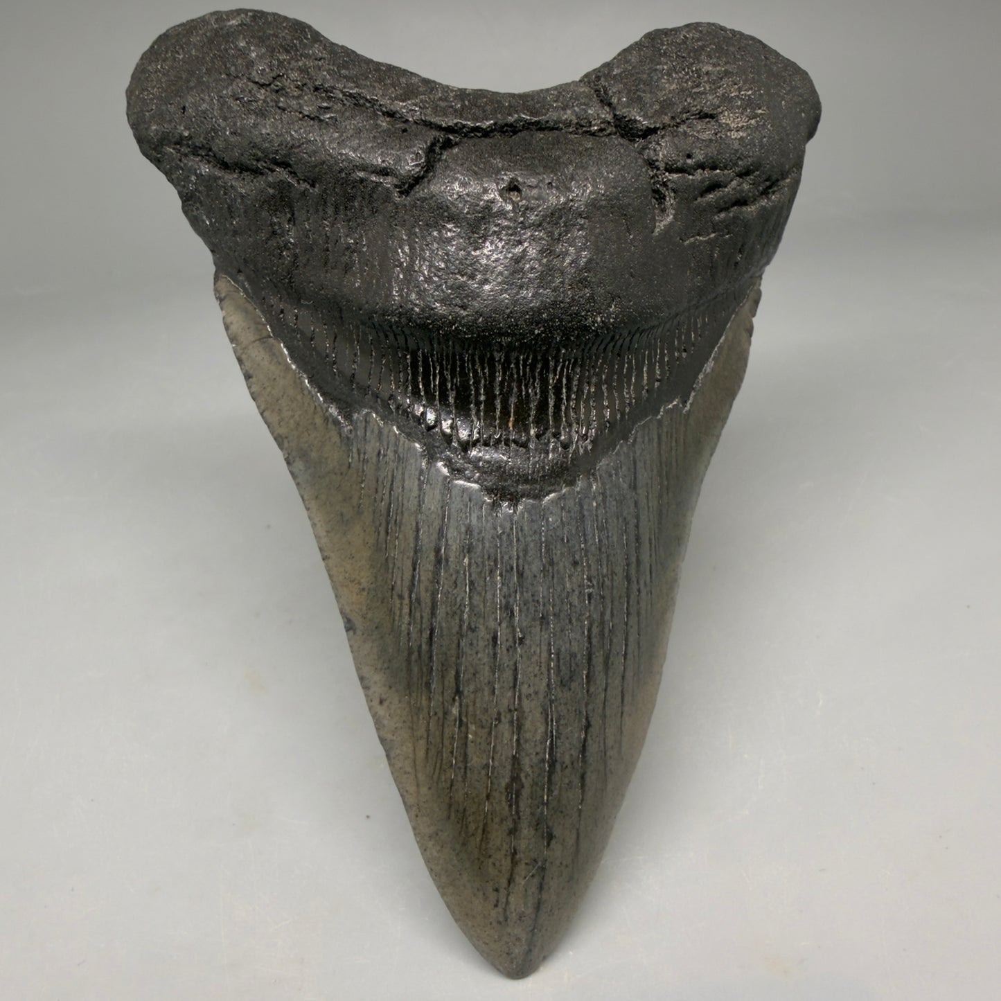 Front View Authentic lower 4.12" Megalodon Tooth from South Carolina – Great Shape megalodonteeth.com CM6668 - 1