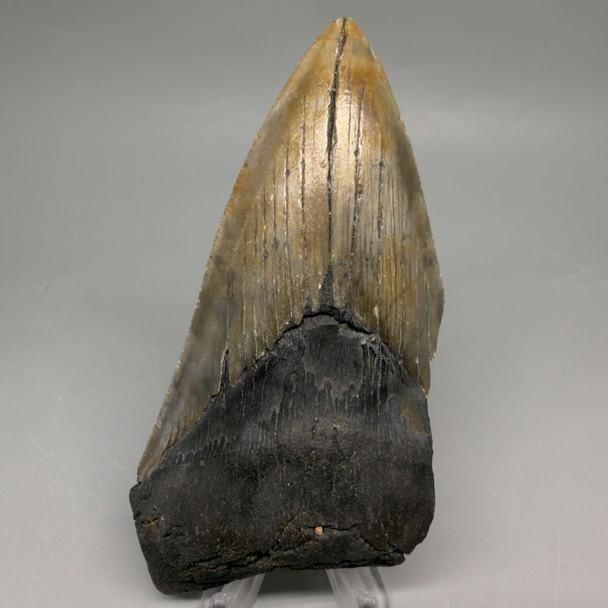 Front View Authentic lower 4.50" Megalodon Tooth from South Carolina – Great Shape megalodonteeth.com CM6664