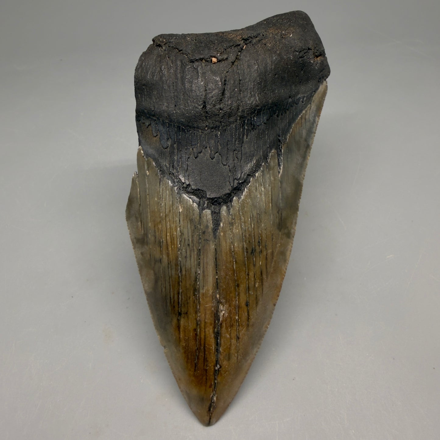 Front View Authentic lower 4.50" Megalodon Tooth from South Carolina – Great Shape megalodonteeth.com CM6664 - 1