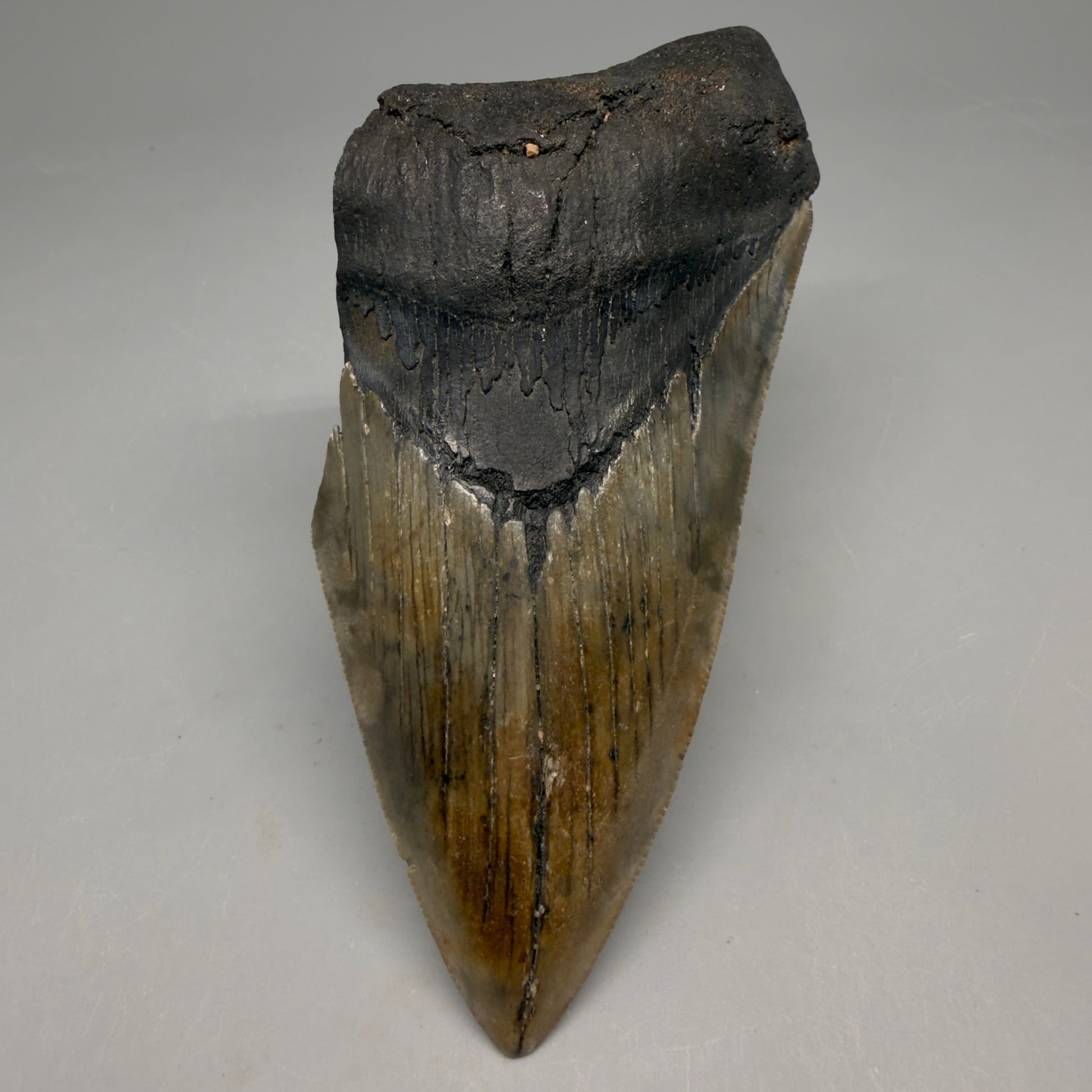 Front View Authentic lower 4.50" Megalodon Tooth from South Carolina – Great Shape megalodonteeth.com CM6664 - 1