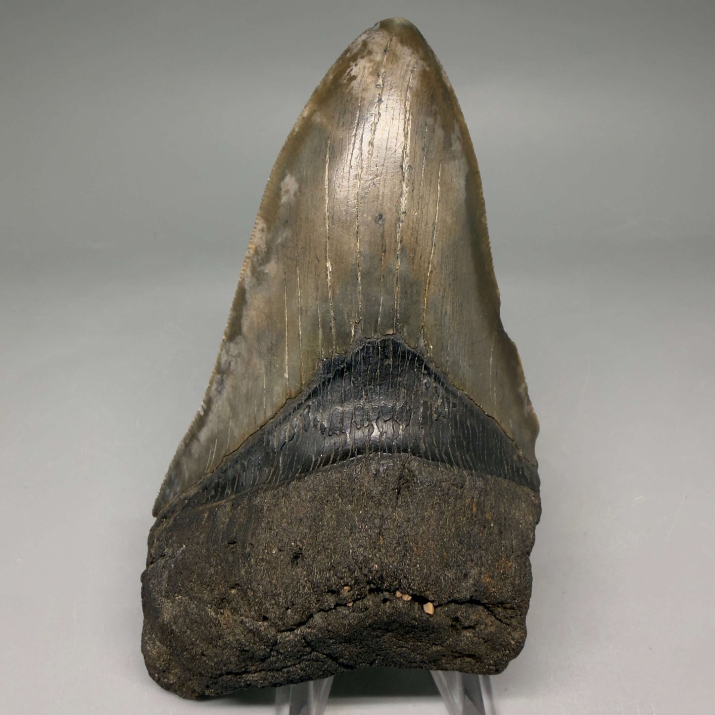 Front View Authentic lower 4.75" Megalodon Tooth from South Carolina – Great Shape megalodonteeth.com CM6669
