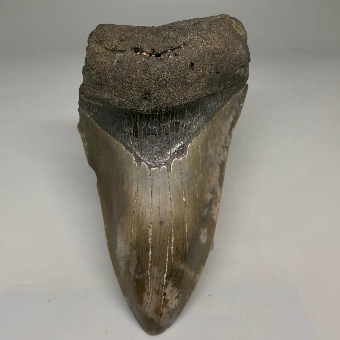 Front View Authentic lower 4.75" Megalodon Tooth from South Carolina – Great Shape megalodonteeth.com CM6669 - 1