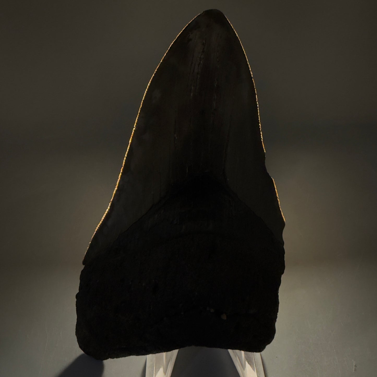 Front View Authentic lower 4.75" Megalodon Tooth from South Carolina – Great Shape megalodonteeth.com CM6669 - 2