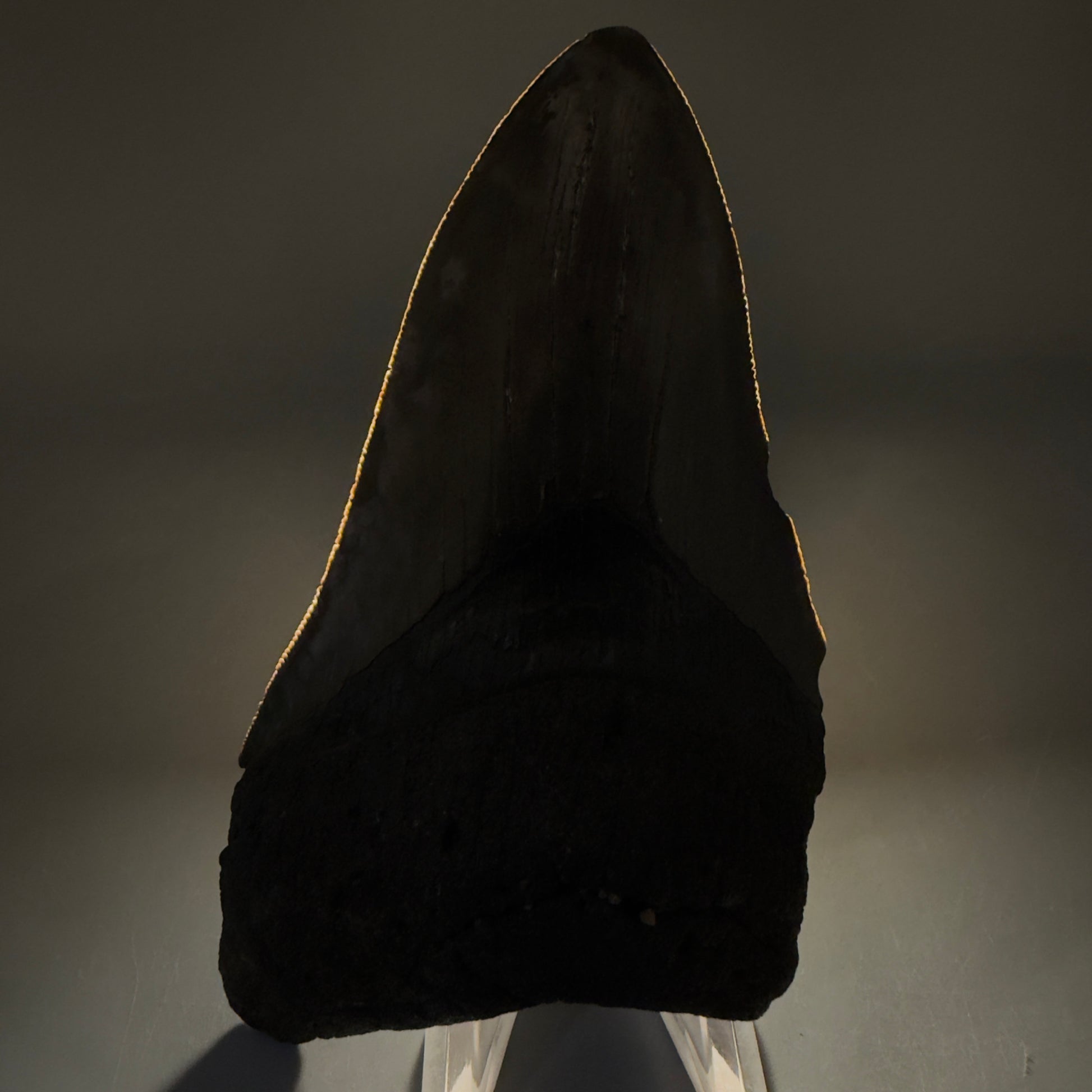 Front View Authentic lower 4.75" Megalodon Tooth from South Carolina – Great Shape megalodonteeth.com CM6669 - 2