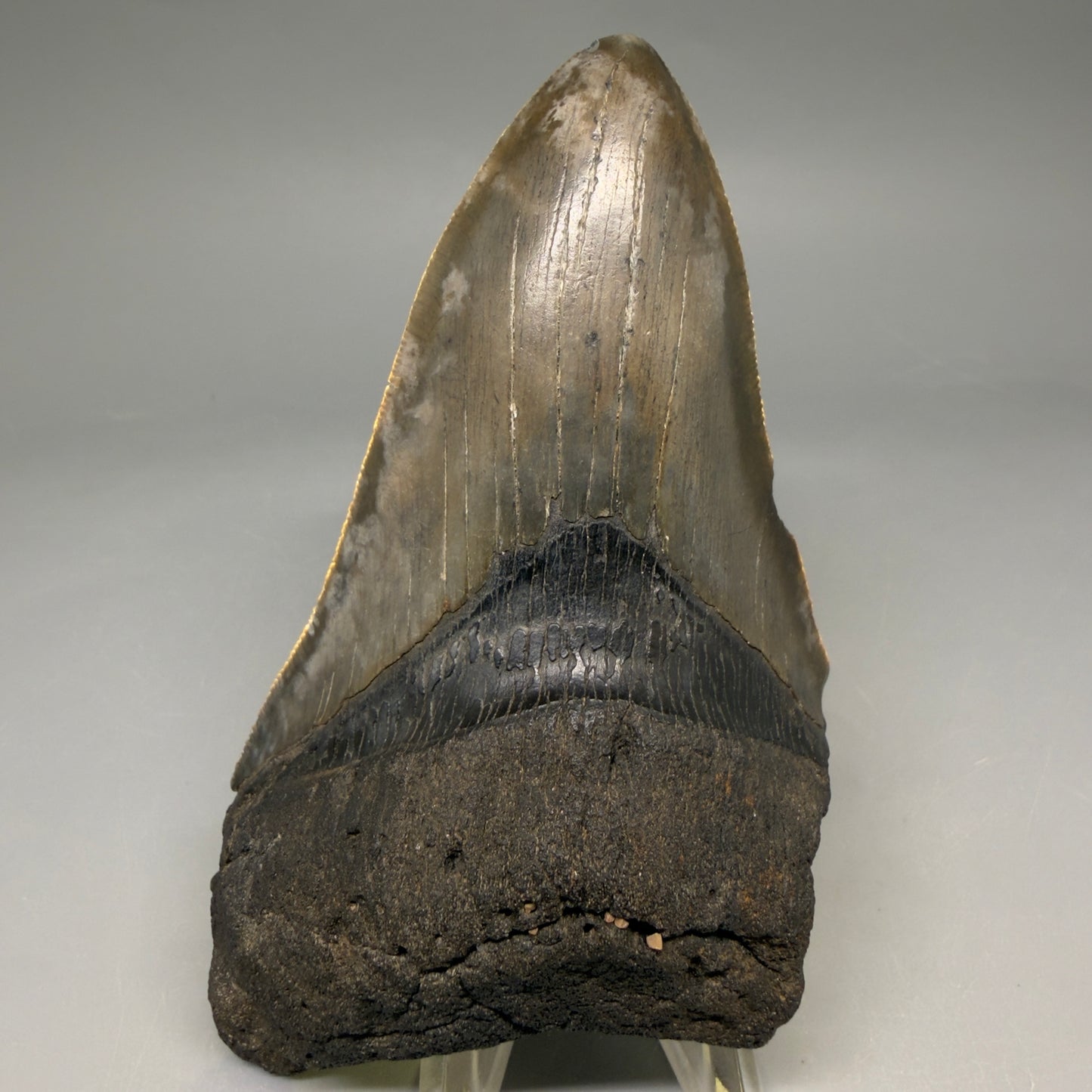 Front View Authentic lower 4.75" Megalodon Tooth from South Carolina – Great Shape megalodonteeth.com CM6669 - 3