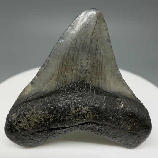 Front View Baby 1.47" Colorful Fossil Megalodon Tooth – South Carolina River Find | Authentic Megalodon Tooth CM6023