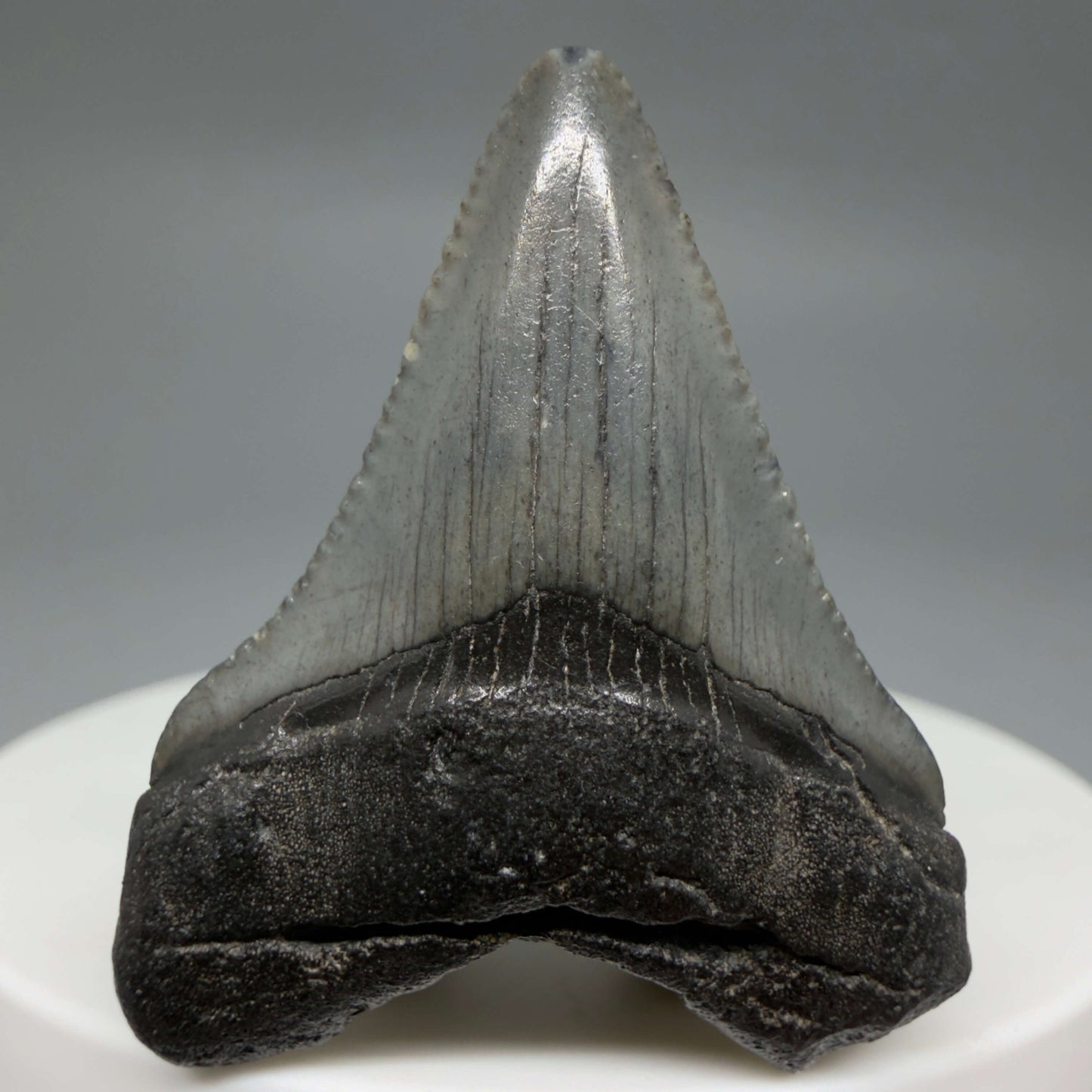 Front View Baby 1.48" Colorful Fossil Megalodon Tooth – South Carolina River Find | Authentic Megalodon Tooth CM6427
