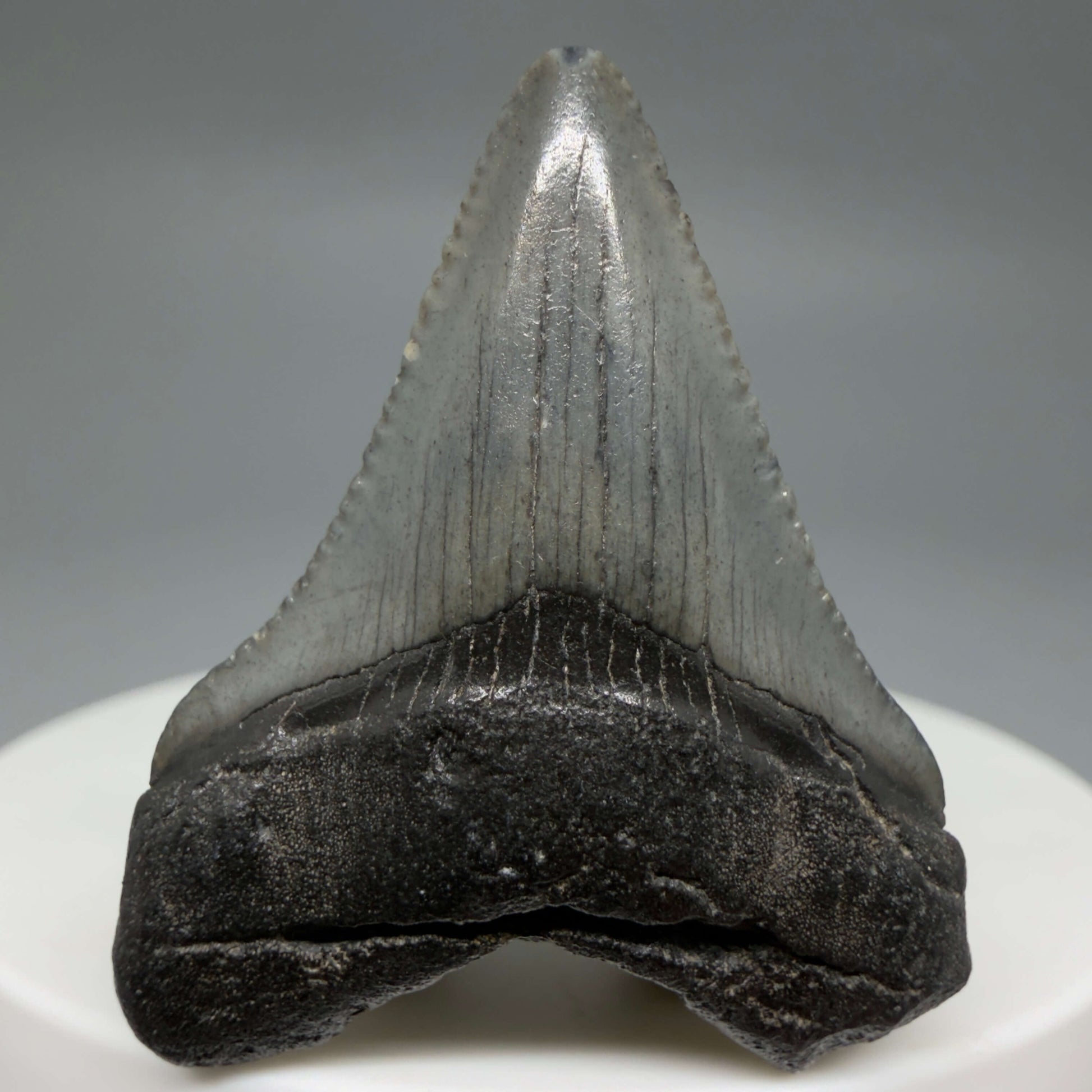 Front View Baby 1.48" Colorful Fossil Megalodon Tooth – South Carolina River Find | Authentic Megalodon Tooth CM6427