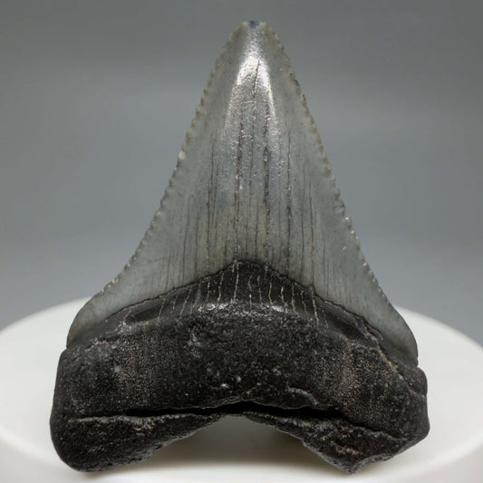 Front View Baby 1.48" Colorful Fossil Megalodon Tooth – South Carolina River Find | Authentic Megalodon Tooth CM6427
