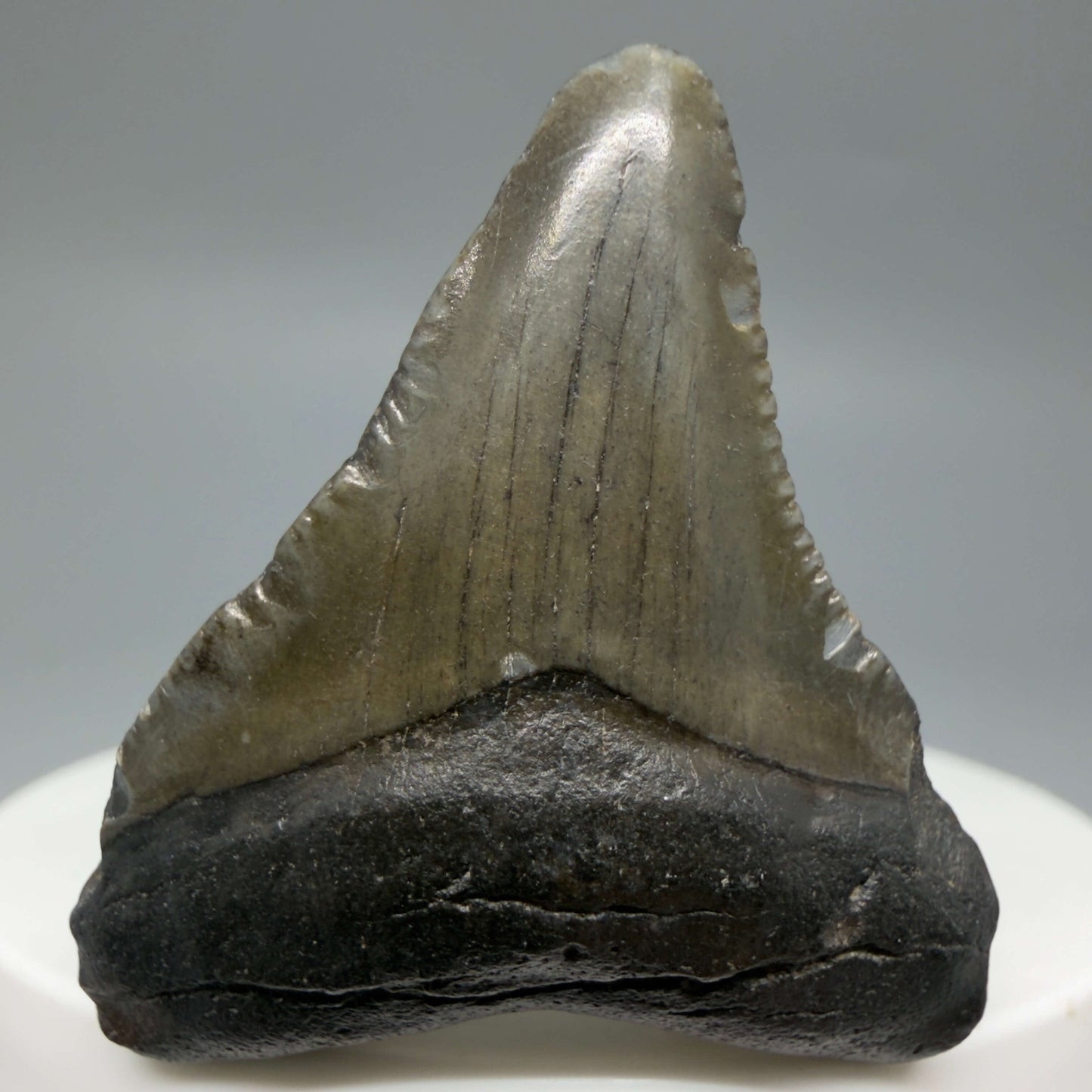 Front View Baby 1.59" Colorful Fossil Megalodon Tooth – South Carolina River Find | Authentic Megalodon Tooth CM6429